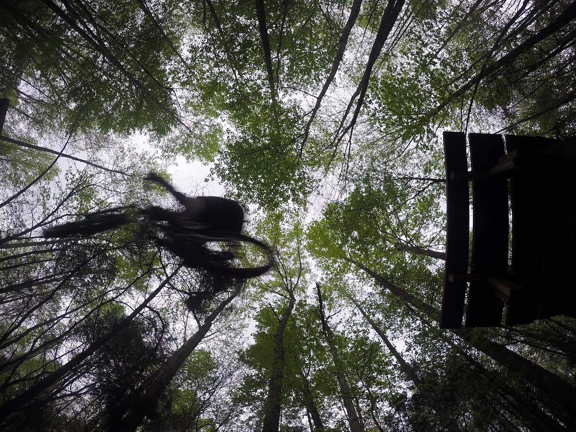 A mountain biker in mid-air jumps off a wooden ramp, surrounded by tall trees with green leaves, as viewed from below looking up at the sky. Green River mountain bike trail.