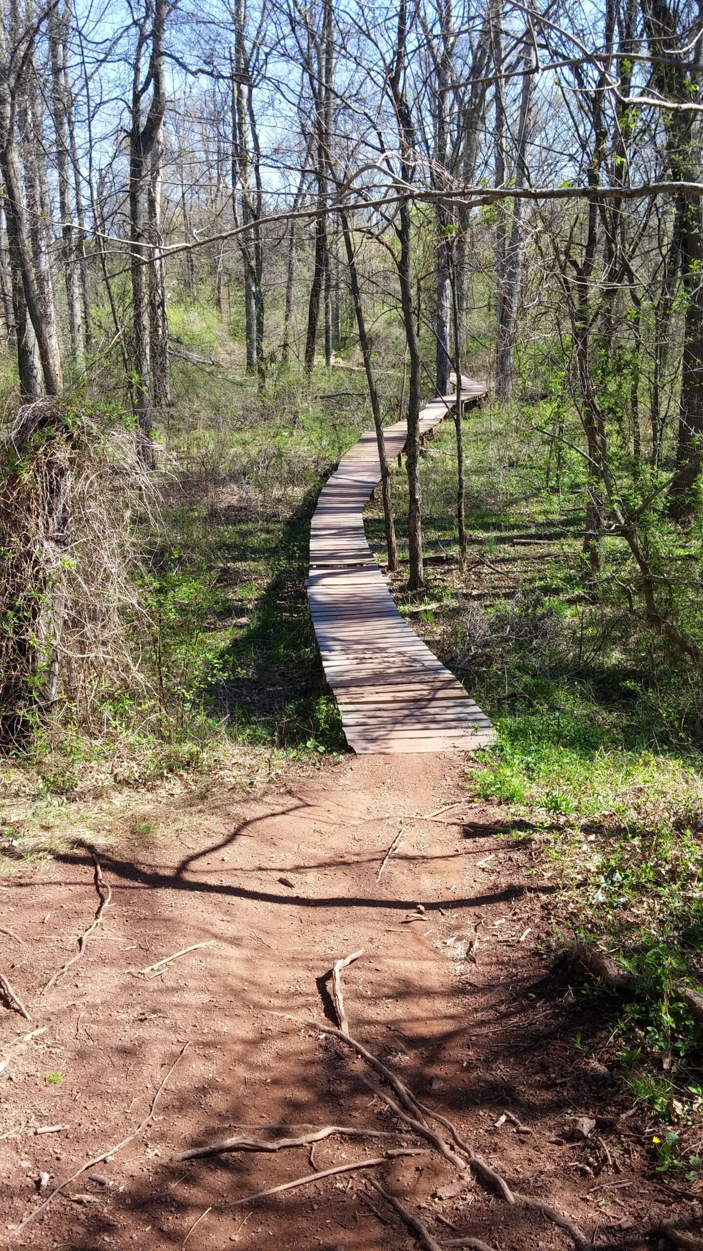 A winding wooden boardwalk path through a wooded area with sparse trees and green underbrush, basking in bright sunlight. Six Mile Run mountain bike trail.