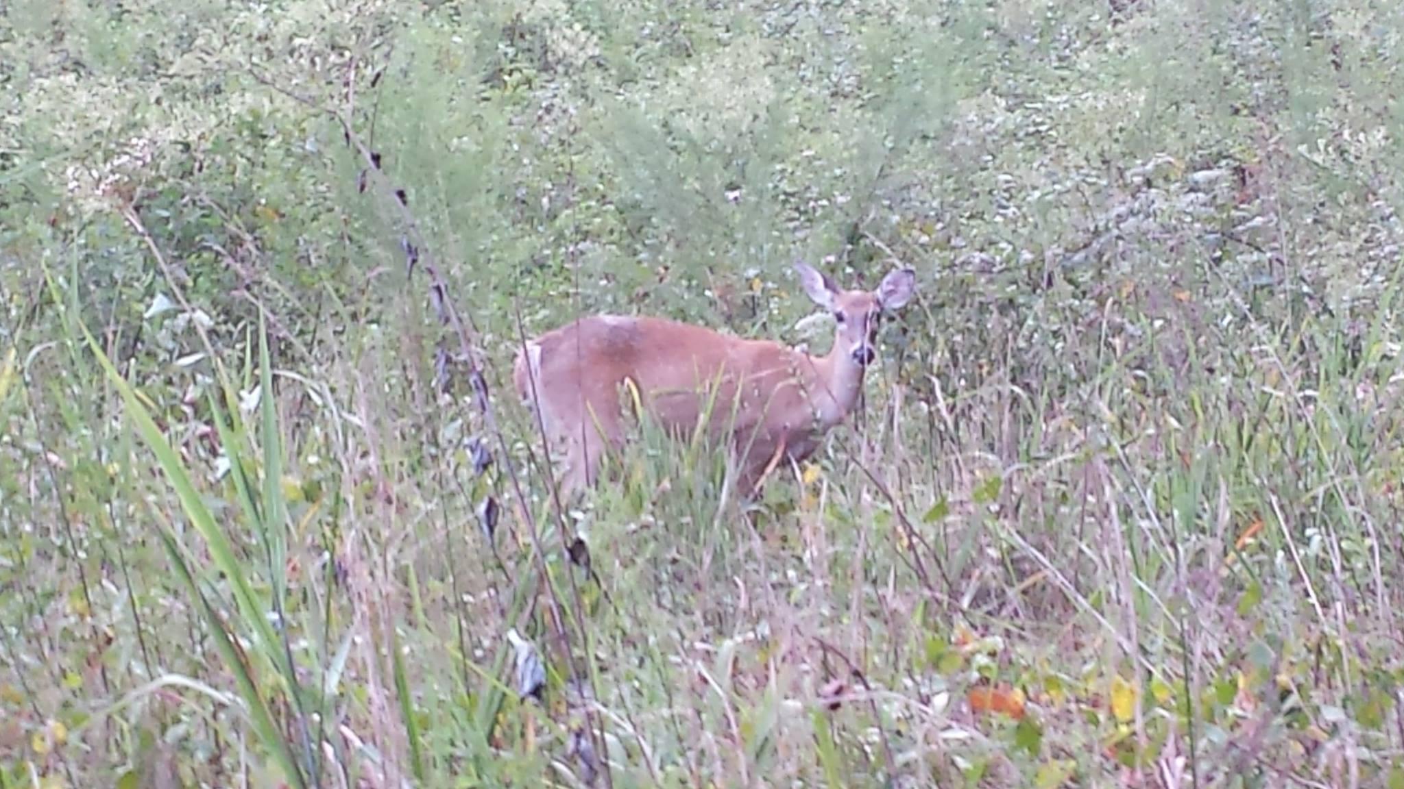A deer standing in a grassy area surrounded by green vegetation. The deer is facing the camera with its ears perked up, appearing alert in its natural habitat. Harbins Park mountain bike trail.