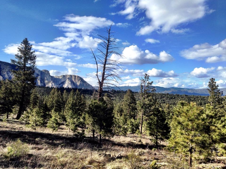 A scenic view of a forested landscape with a mix of evergreen trees and rugged mountains in the background under a partly cloudy blue sky. A tall, leafless tree stands in the foreground, highlighting the natural beauty and diversity of the environment. Colorado Trail: Mt. Shavano thd to Chalk Creek thd mountain bike trail.