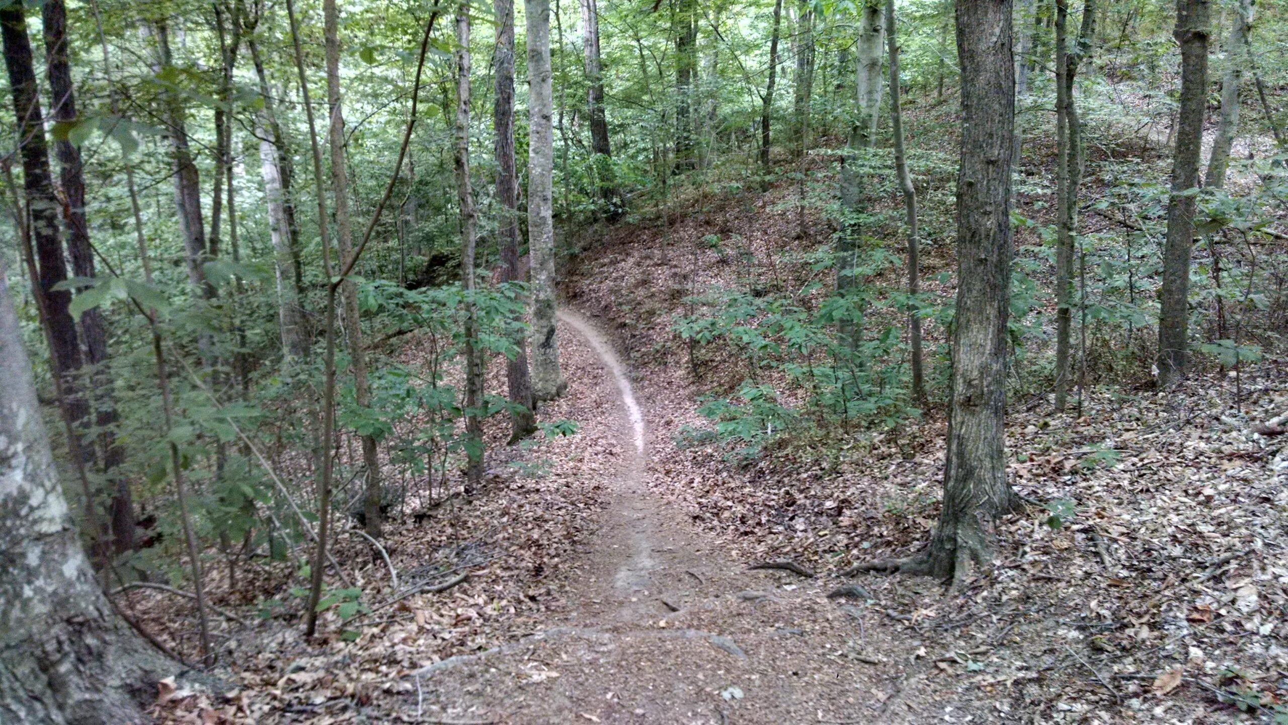A winding dirt trail meanders through a lush green forest, surrounded by tall trees and a carpet of fallen leaves. The pathway curves gently to the right, inviting exploration into the serene natural environment. Hobby Park mountain bike trail.