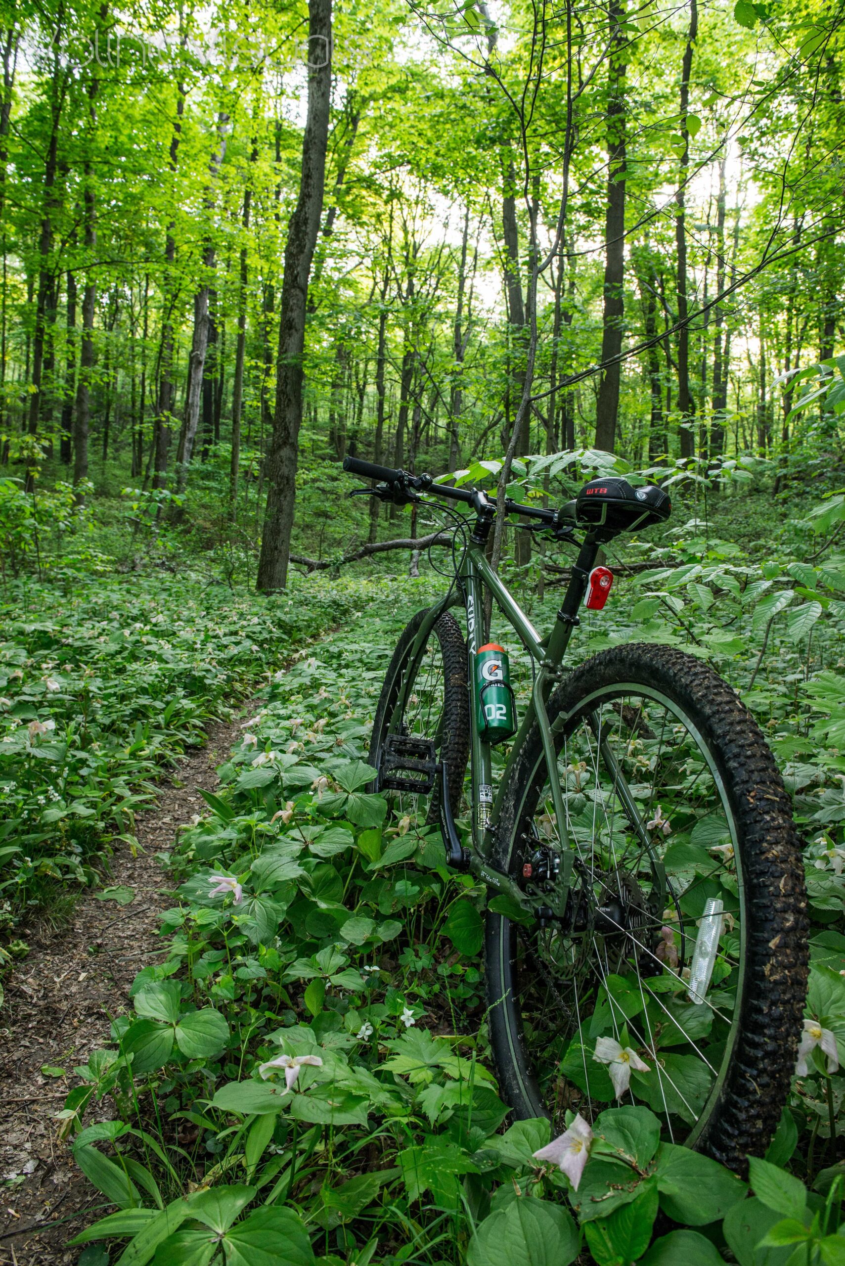Surly Ogre: A mountain bike resting on a narrow dirt trail surrounded by lush green foliage and blooming wildflowers in a dense forest. Sunlight filters through the trees, creating a vibrant and serene outdoor scene.