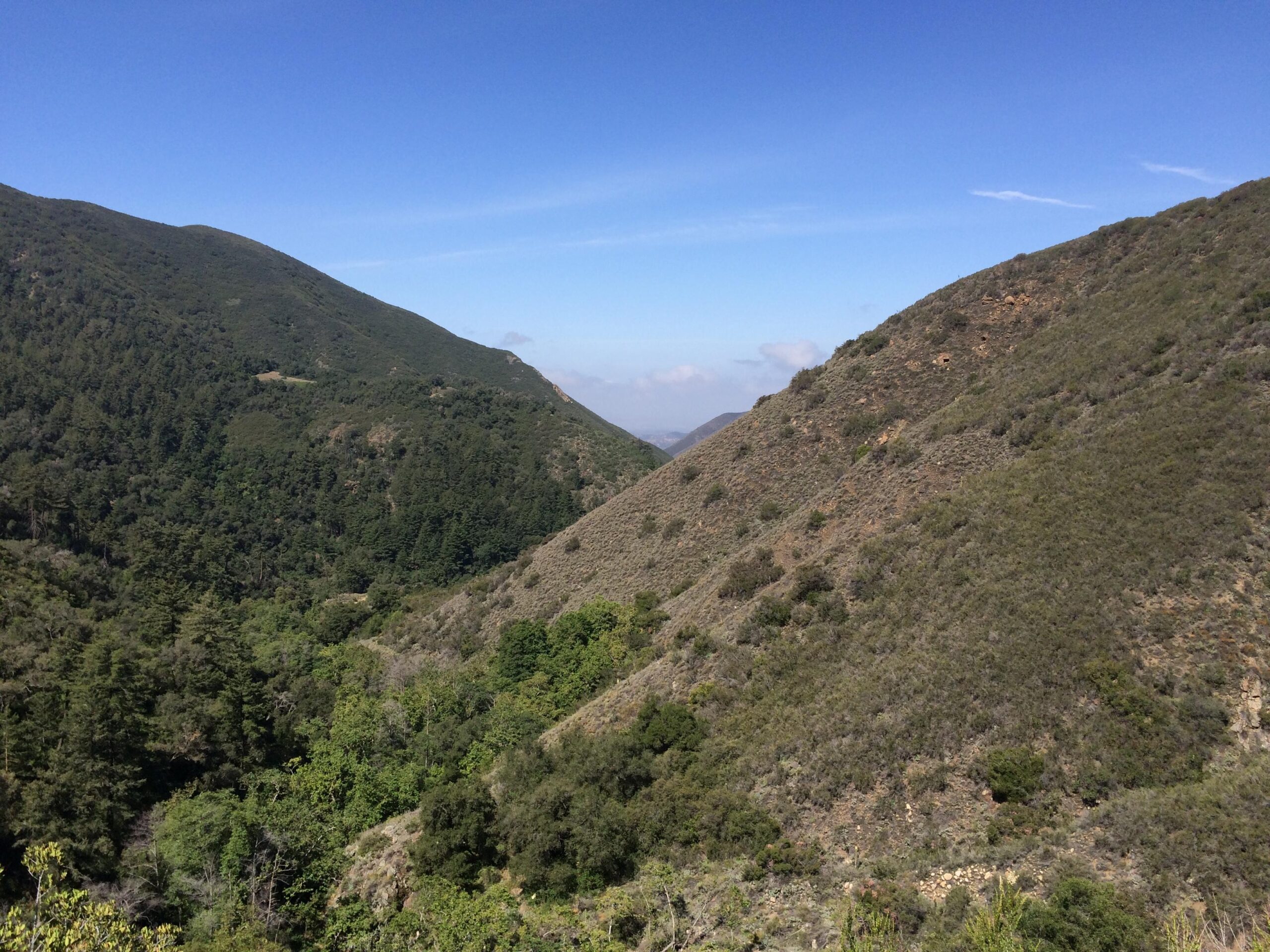 A scenic view of rolling green hills under a clear blue sky, with a valley filled with trees and shrubs in the foreground. West Horsethief mountain bike trail.