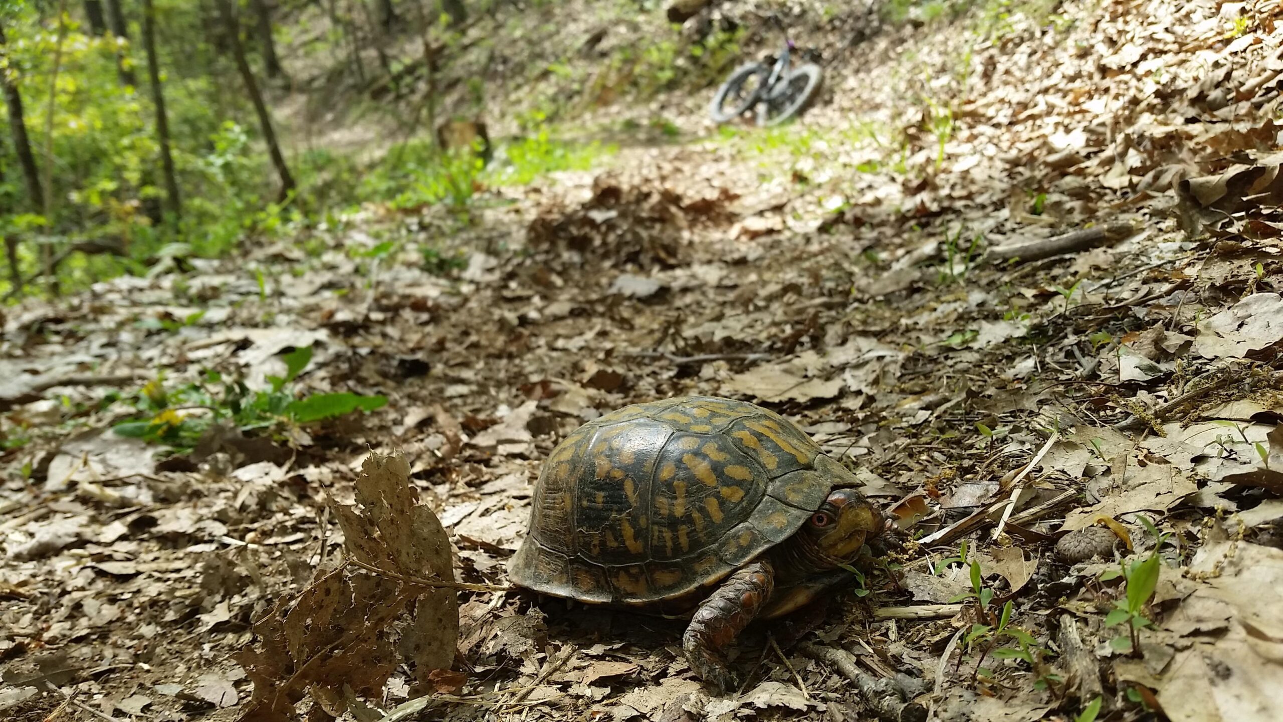 A close-up view of a turtle on a forest trail, surrounded by fallen leaves and greenery. In the background, a bike is leaned against the hillside, suggesting an outdoor recreational setting. Bear Bottom Loop mountain bike trail.