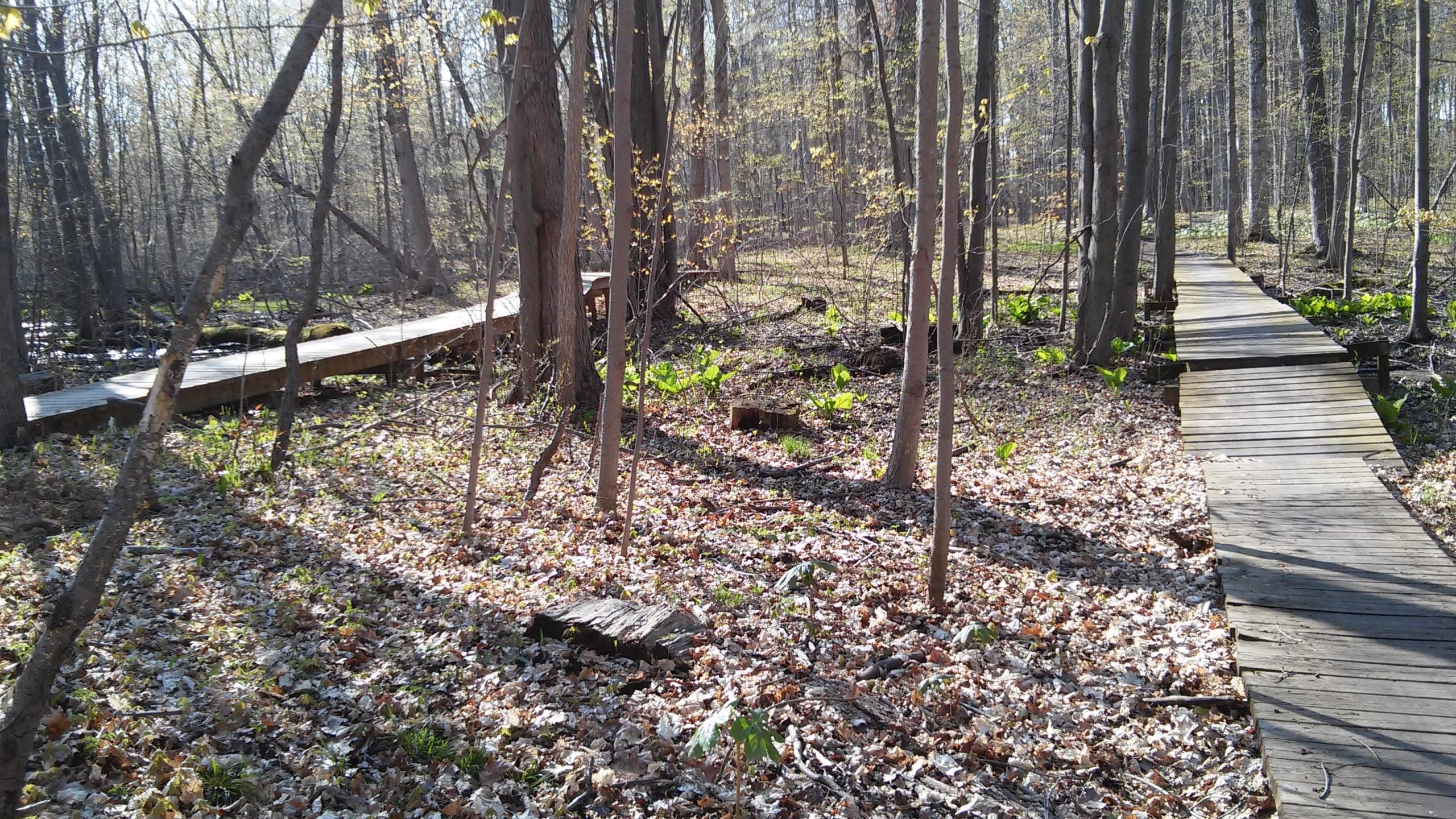 A wooden boardwalk winding through a wooded area with trees and green plants, surrounded by fallen leaves on the ground and dappled sunlight filtering through the branches. Novi Tree Farm (Lakeshore Park) mountain bike trail.