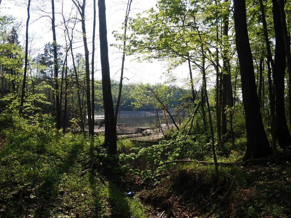 A serene forest scene featuring tall, leafy trees with sunlight filtering through the leaves. In the background, a calm body of water can be seen, surrounded by greenery and fallen branches along the shore. The ground is covered in lush grass and foliage, creating a tranquil, natural atmosphere. Caesar Creek mountain bike trail.