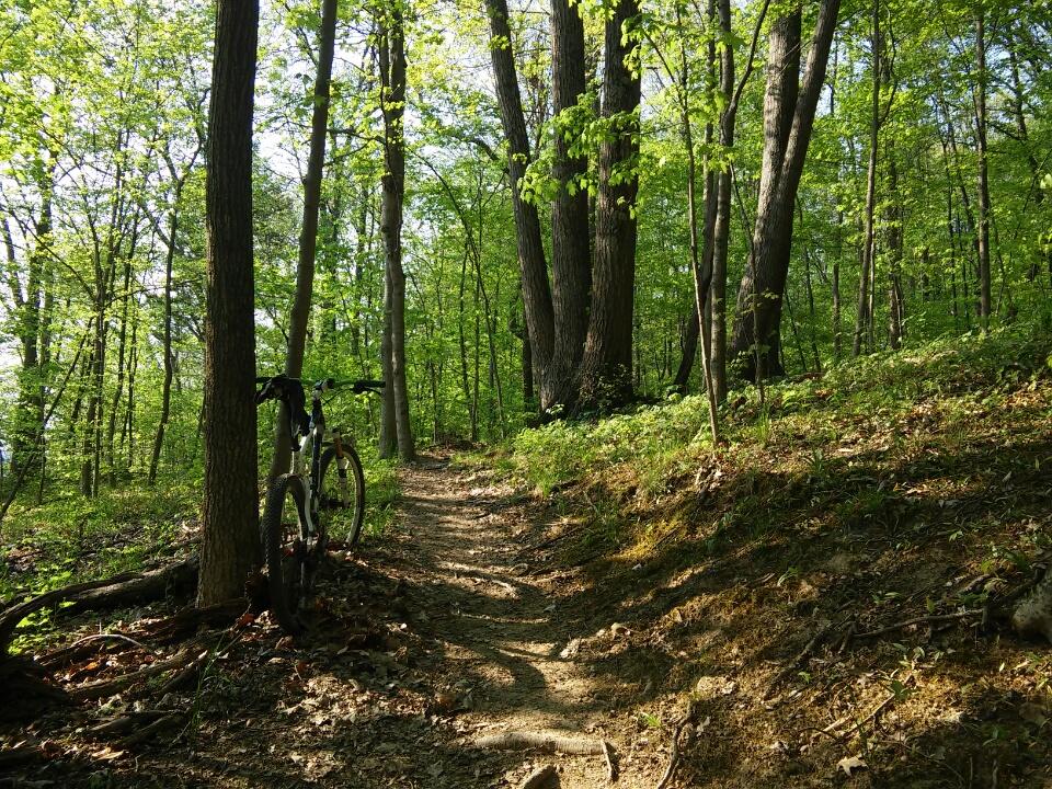 A peaceful forest path surrounded by lush green trees, with a mountain bike leaning against a trunk on the left side. Sunlight filters through the leaves, casting dappled shadows on the trail, which is framed by foliage and earthy soil. Caesar Creek mountain bike trail.