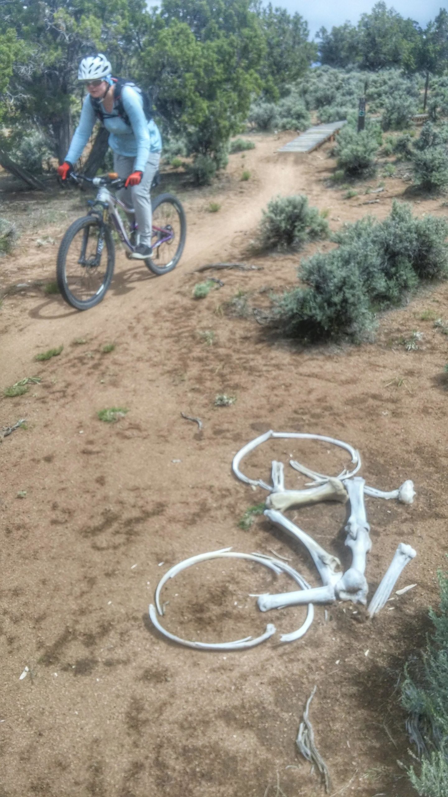 A mountain biker riding on a dirt trail surrounded by shrubs, with a skeletal bike frame lying on the ground nearby. Three Peaks Trail System mountain bike trail.