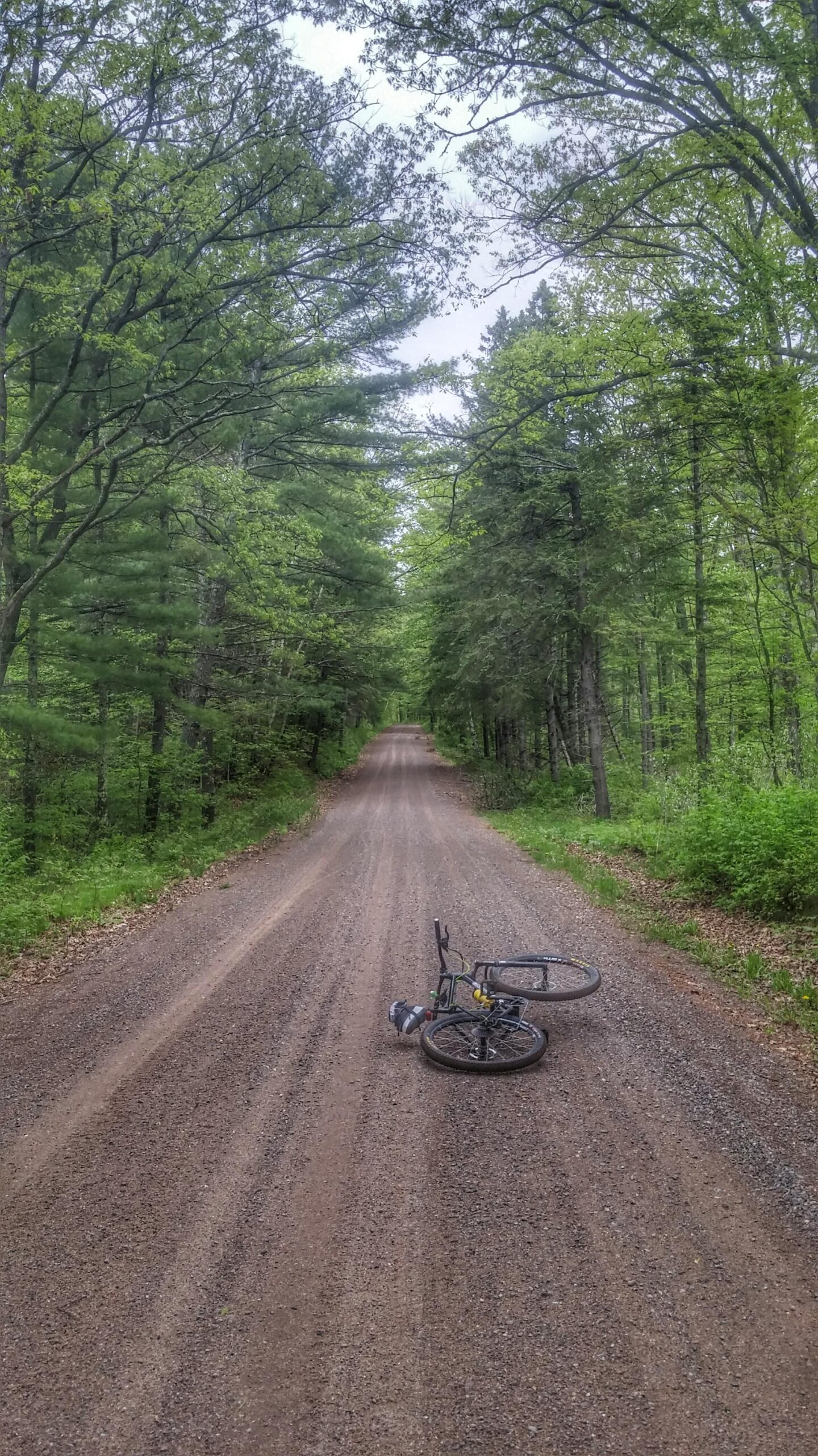 A gravel road winding through a lush green forest, with a bicycle lying on its side on the ground. The trees on either side are dense with fresh foliage, and the sky above is overcast. CAMBA: Hayward and Seeley Clusters mountain bike trail.