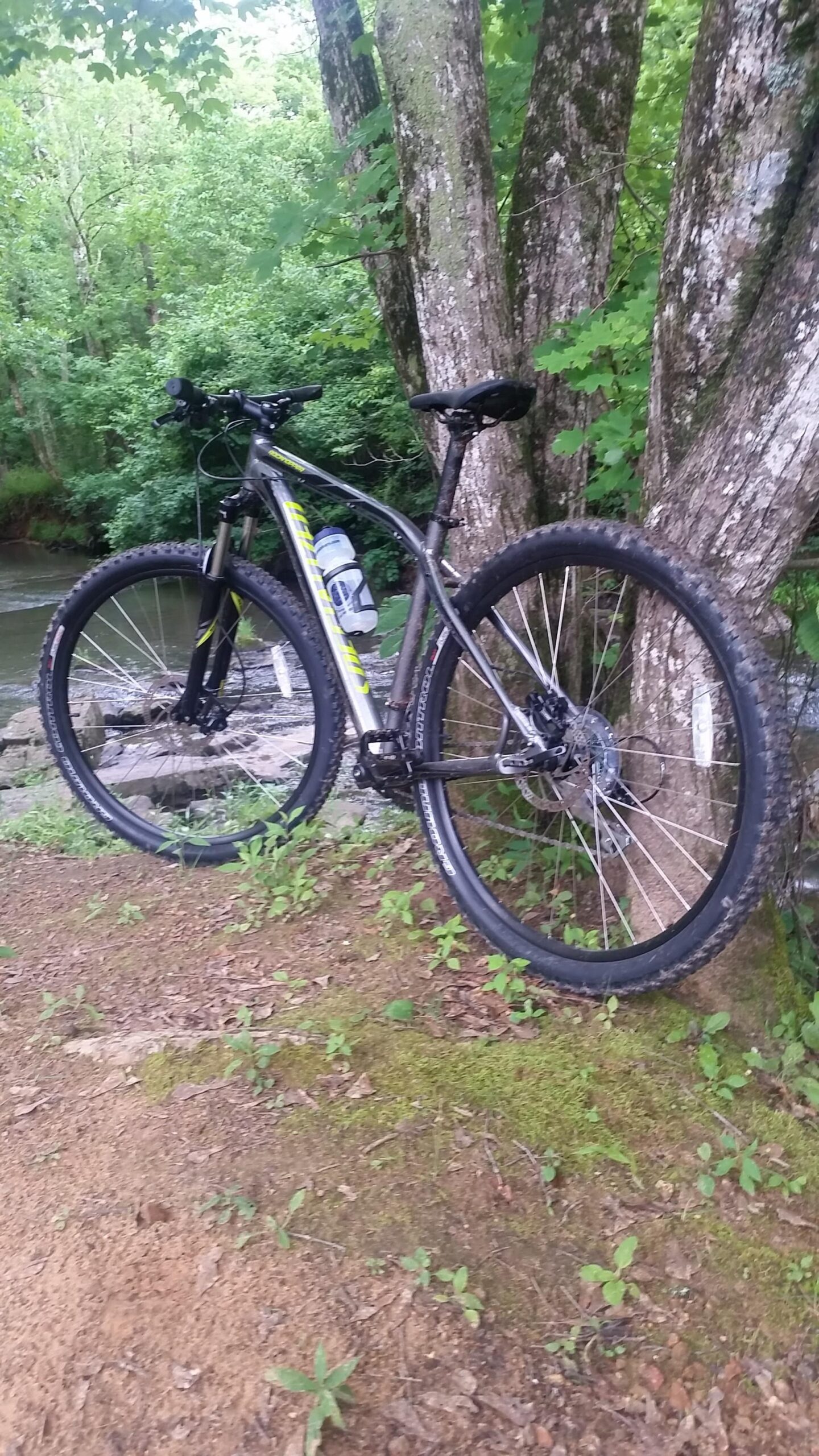 Specialized Rockhopper 29: A mountain bike leaning against a tree near a flowing stream, surrounded by lush green foliage and earthy ground cover. A water bottle is mounted on the bike's frame.