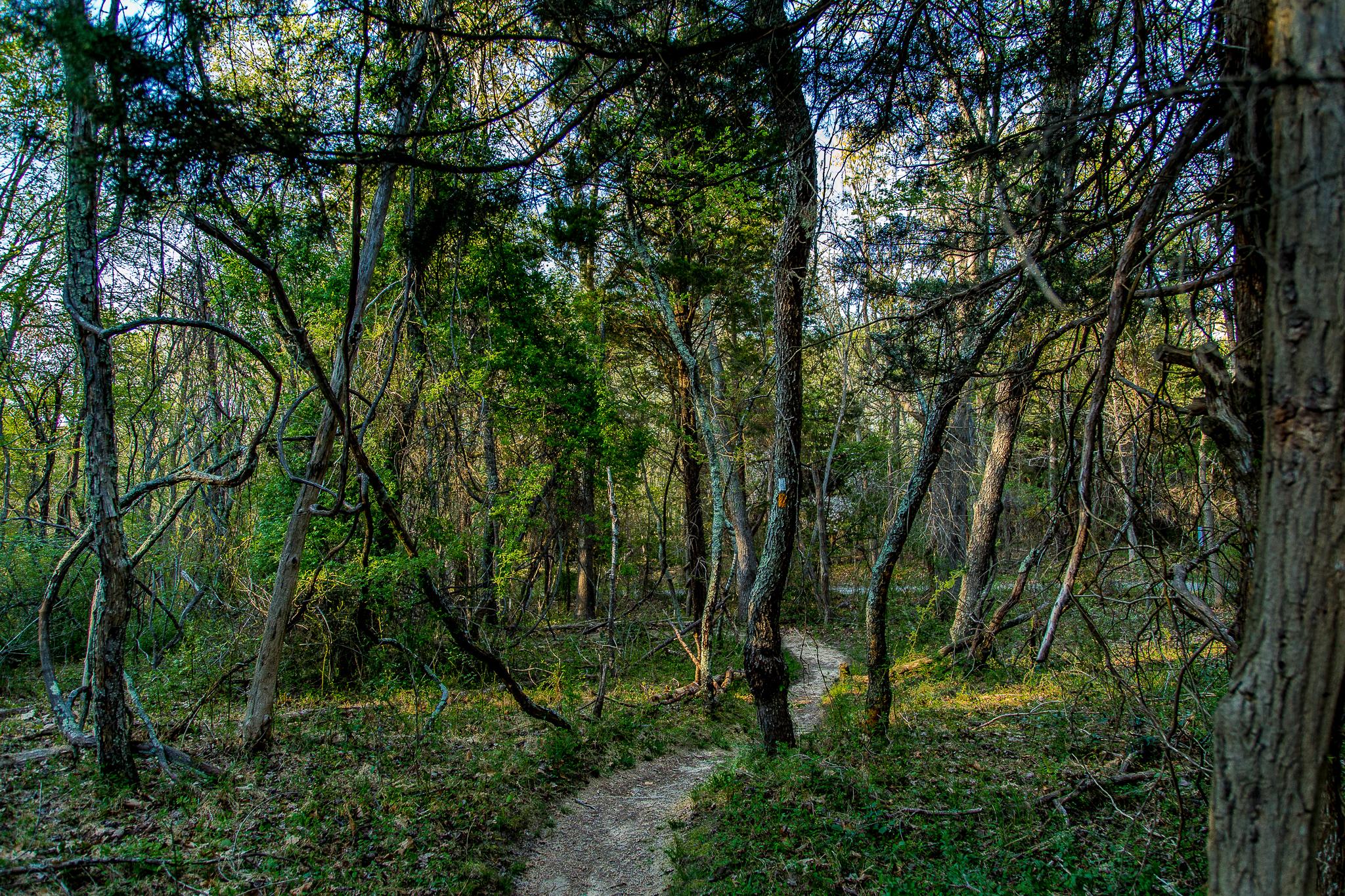 A winding dirt path leads through a dense forest filled with tall trees and lush green foliage. Sunlight filters through the branches, illuminating patches of grass and the winding trail, creating a serene and inviting atmosphere. Allaire State Park mountain bike trail.