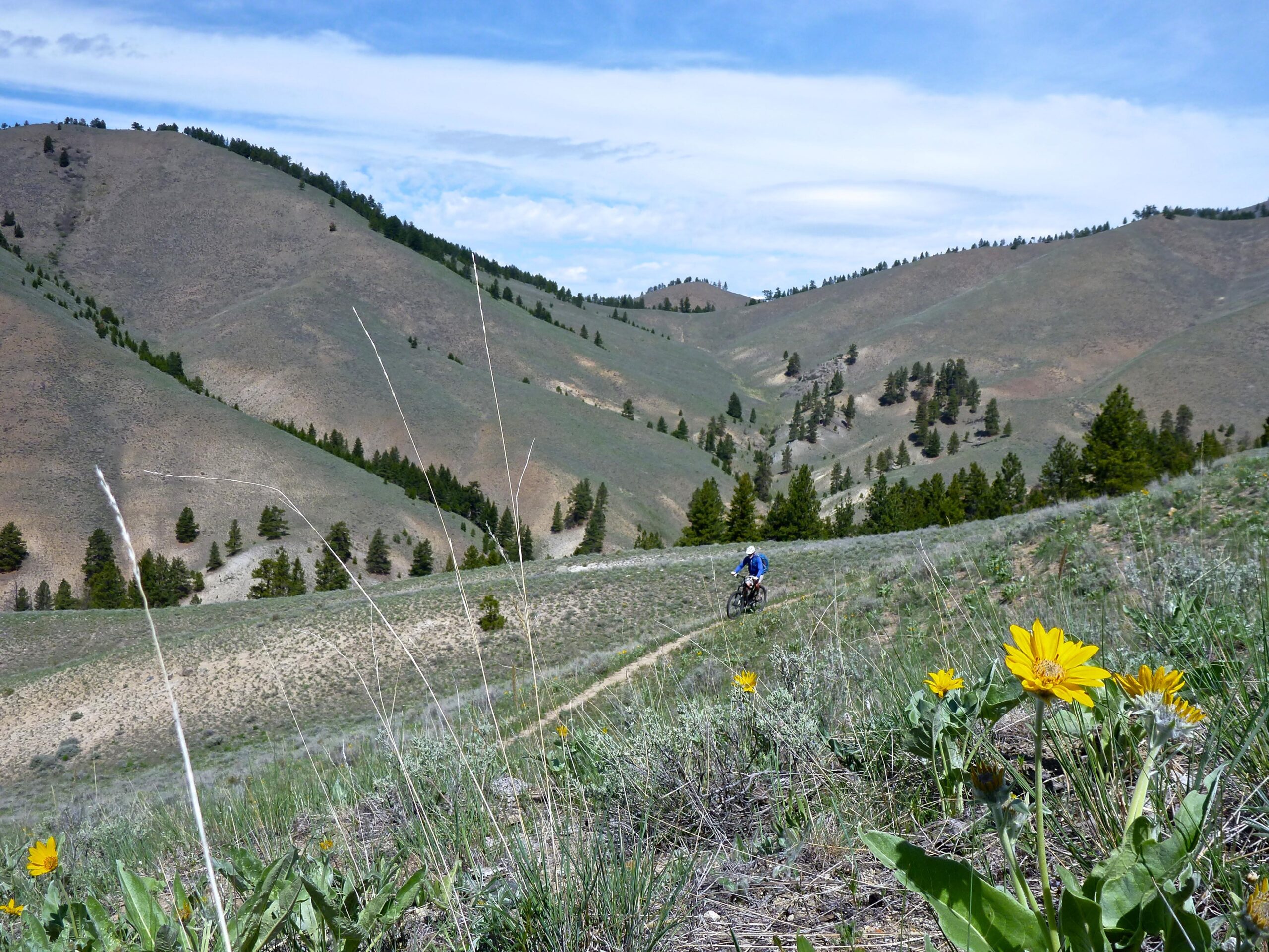 A mountain biker riding along a dirt trail in a scenic landscape, with rolling hills and green grass in the background. Yellow wildflowers are in the foreground, adding a splash of color to the natural setting under a blue sky with wispy clouds. Little Silverlead To Wagonhammer mountain bike trail.