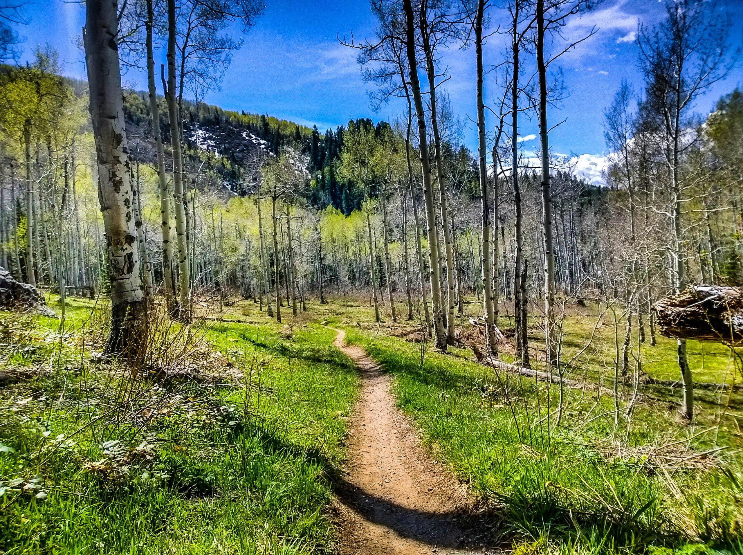 Spring Creek Trail Mountain Bike Trail in Steamboat Springs, Colorado