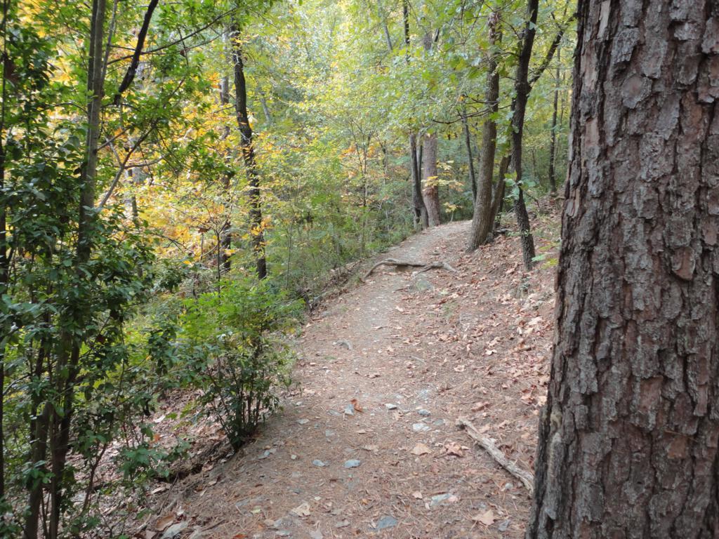 A winding dirt path through a wooded area, surrounded by trees and lush greenery. Sunlight filters through the leaves, creating a serene and tranquil atmosphere. Fallen leaves and small stones line the path, indicating the changing seasons. Allsopp Park mountain bike trail.