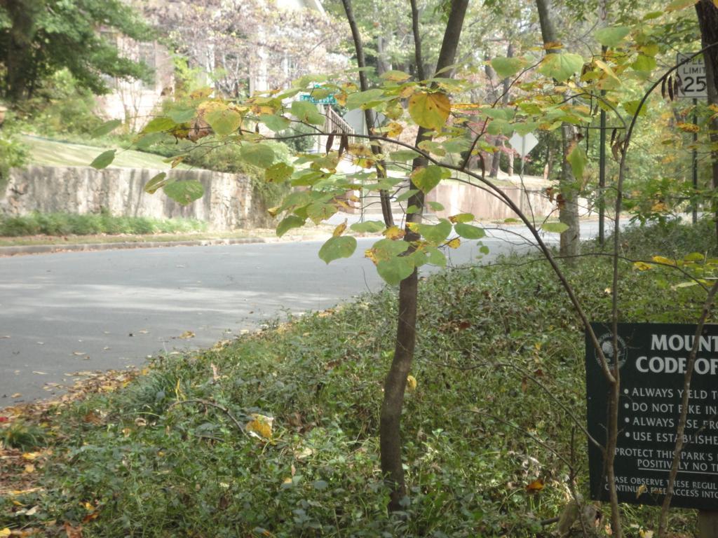 A small tree with green and yellow leaves stands beside a road, with a sign displaying the "Mountain Code of Conduct" partially visible on the right. The background includes a stone wall and additional greenery, indicating a natural setting. A speed limit sign is seen in the distance along the road. Allsopp Park mountain bike trail.