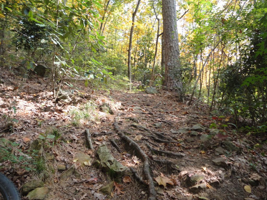 A narrow, winding dirt path through a forest, with scattered rocks and exposed tree roots, surrounded by vibrant green and yellow foliage. Sunlight filters through the trees, creating dappled shadows on the ground. Allsopp Park mountain bike trail.