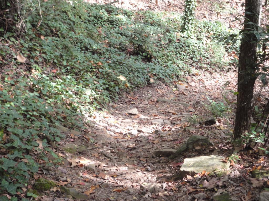 A narrow, sunlit trail winding through a forest, surrounded by lush green foliage and scattered autumn leaves. The path is rocky and uneven, leading deeper into the woods with trees visible on either side. Allsopp Park mountain bike trail.