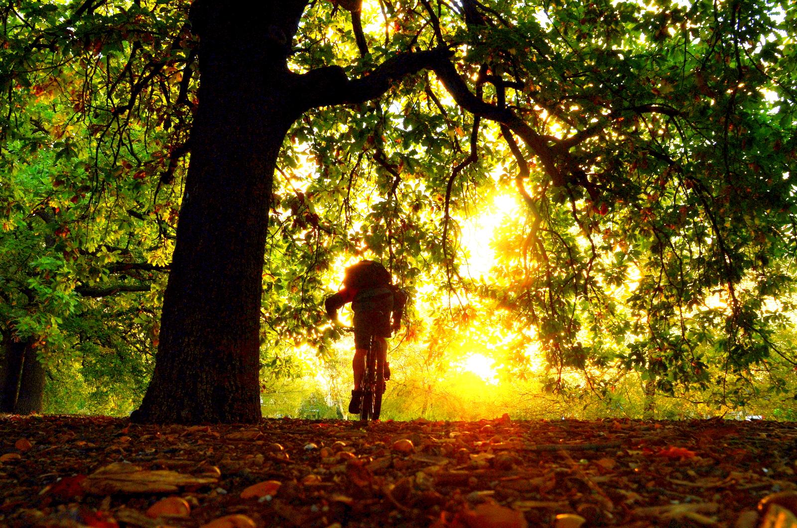 A silhouette of a person riding a bicycle under a large tree, with sunlight streaming through the leaves, creating a warm and vibrant atmosphere. The ground is covered with fallen leaves and small rocks, enhancing the natural setting. Yarra Trails mountain bike trail.