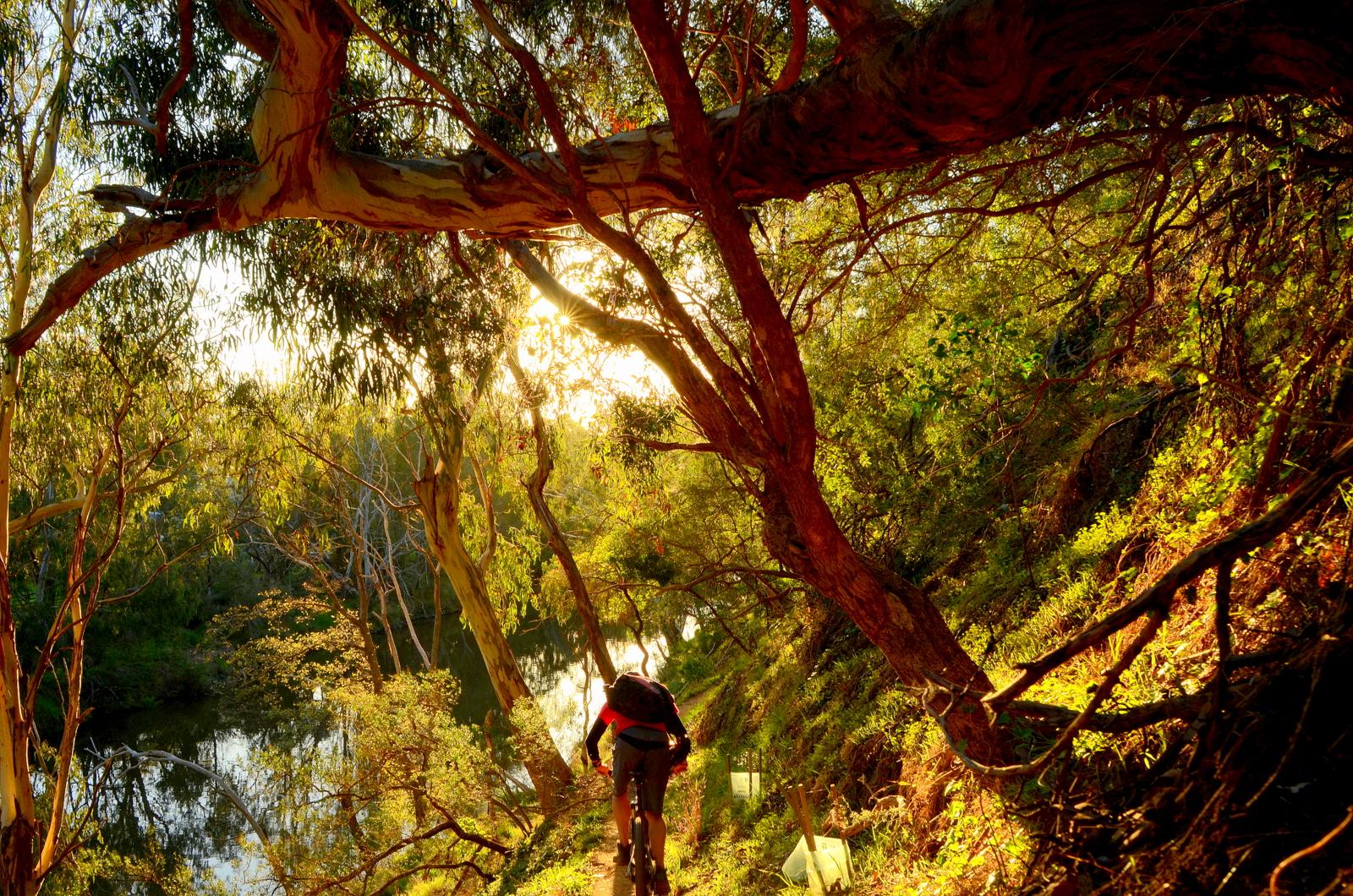 A cyclist riding along a scenic dirt path lined with eucalyptus trees, illuminated by warm sunlight filtering through the branches. The path runs beside a calm river, surrounded by lush greenery and reflections of the trees in the water. Yarra Trails mountain bike trail.