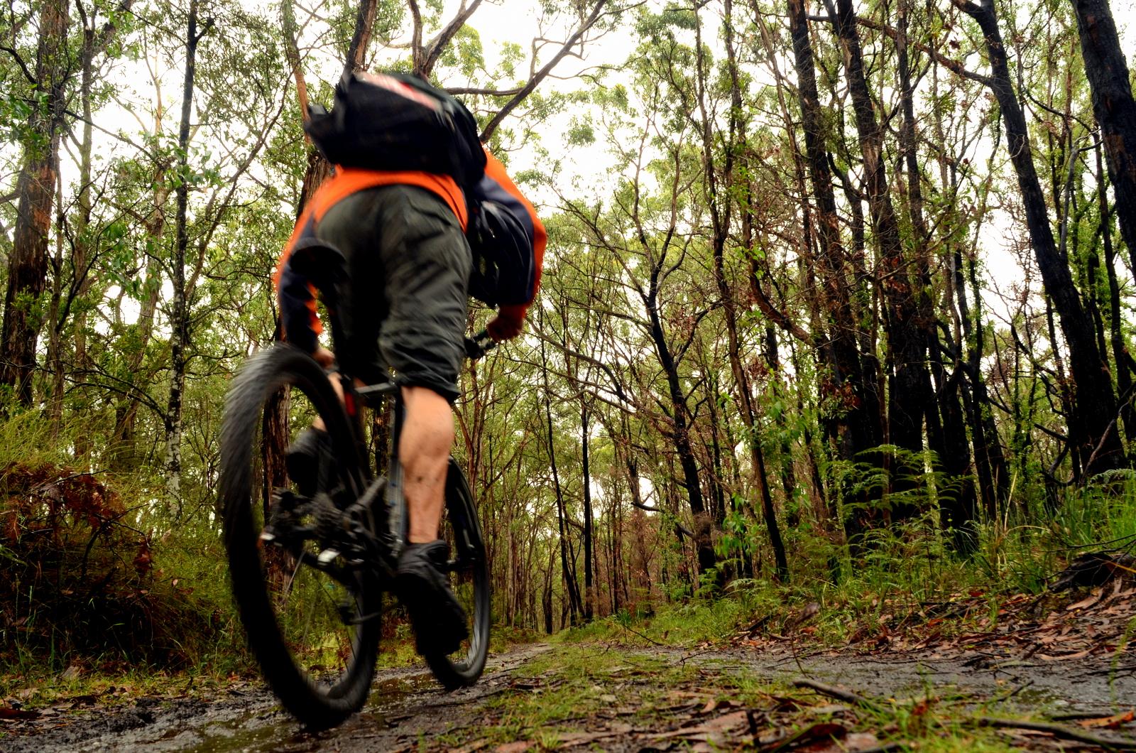 A cyclist riding a mountain bike on a muddy trail surrounded by tall trees and lush greenery, with a focus on the bike's rear wheel and the rider's legs, set in a forested area on a rainy day. Forrest Mtb Trails mountain bike trail.