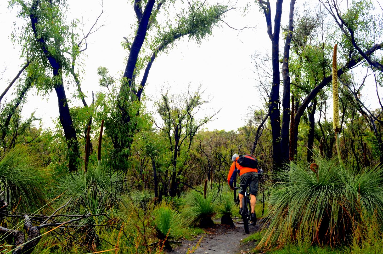 A cyclist riding a mountain bike along a forest trail surrounded by tall green grasses and trees, with some trees showing signs of past fire damage. The sky is overcast, suggesting a cloudy day. Forrest Mtb Trails mountain bike trail.