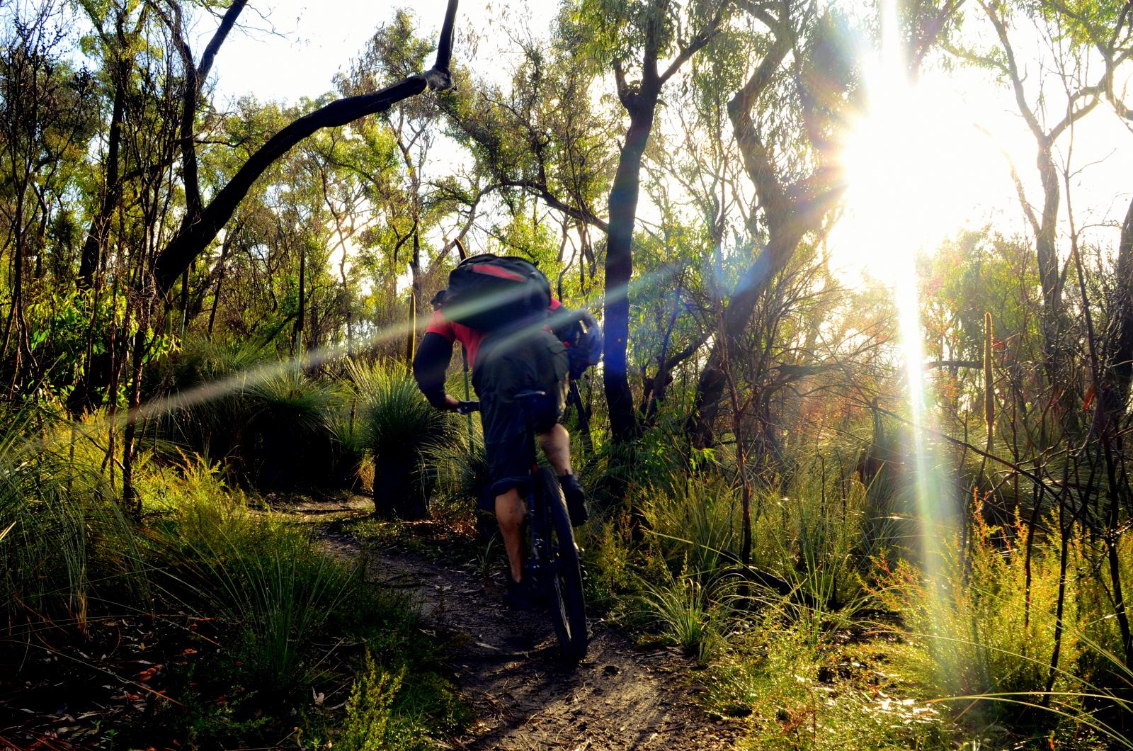 A mountain biker ascending a dirt trail through a lush forest, with sunlight streaming through the trees, creating a bright and vibrant atmosphere. The scene captures the beauty of nature and outdoor activity. Forrest Mtb Trails mountain bike trail.