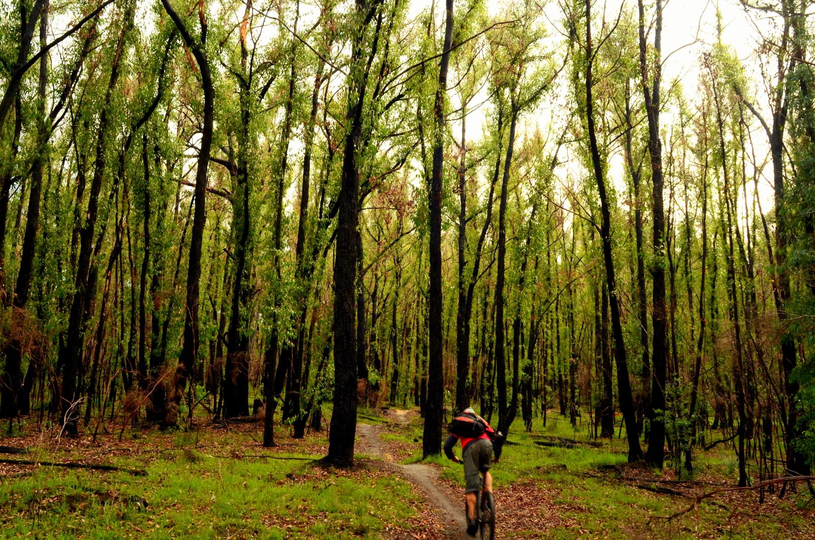 A mountain biker riding along a dirt trail through a lush forest with tall, green trees, surrounded by a mix of healthy and slightly burnt foliage. The scene conveys a sense of adventure and tranquility in nature. Forrest Mtb Trails mountain bike trail.