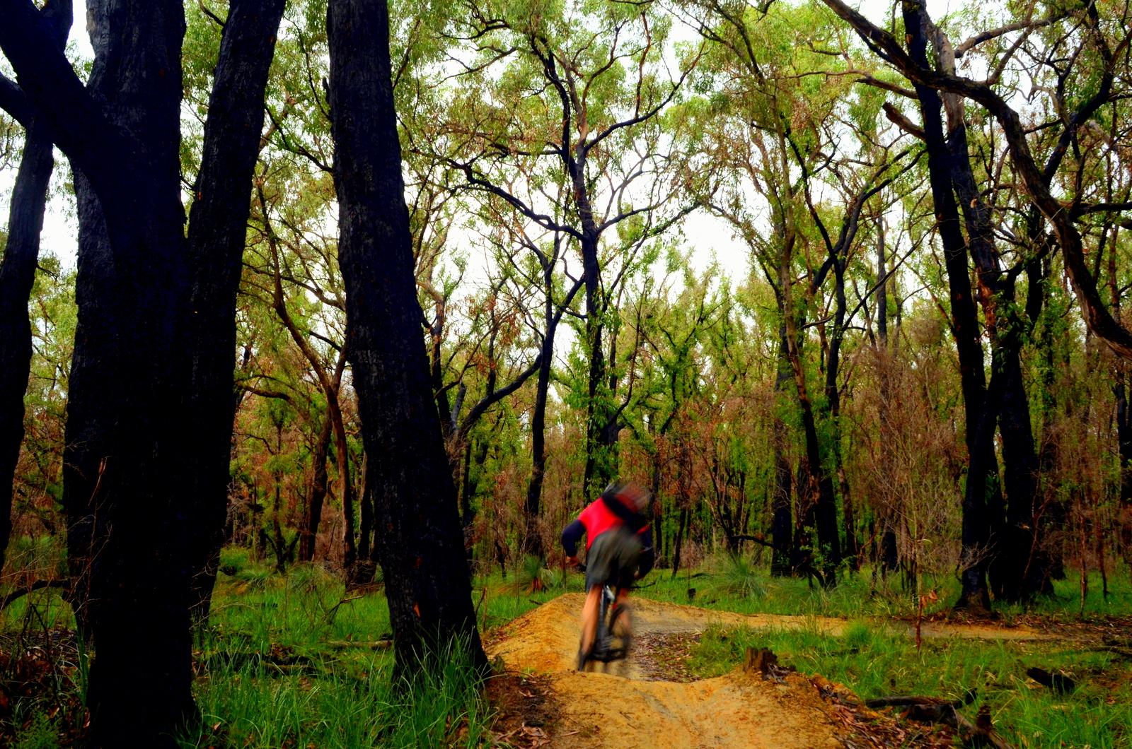 A mountain biker rides along a dirt path in a forest, surrounded by dark trees and lush greenery, capturing a sense of motion and adventure in nature. Forrest Mtb Trails mountain bike trail.