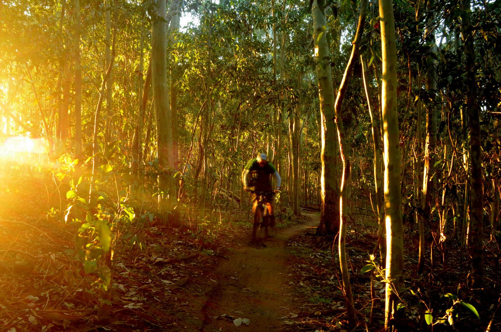A mountain biker riding along a dirt trail in a sunlit forest, surrounded by tall eucalyptus trees. The warm light filters through the foliage, creating a serene atmosphere. Lysterfield Mountain Bike Area mountain bike trail.