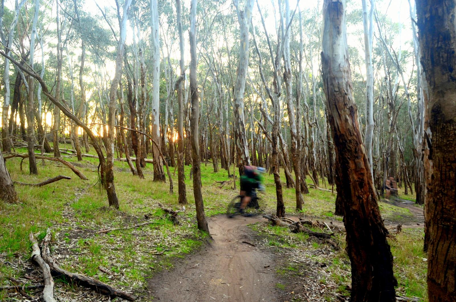 A mountain biker riding a narrow dirt trail through a dense forest of tall eucalyptus trees, with sunlight filtering through the foliage in the background. The scene captures a sense of motion and adventure amidst the greenery. Lysterfield Mountain Bike Area mountain bike trail.