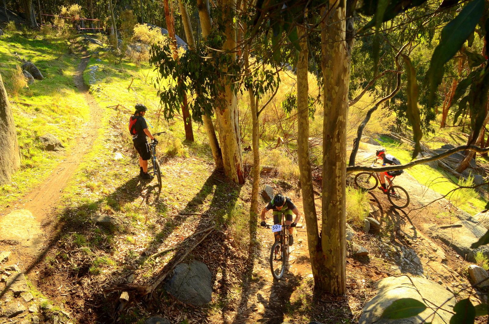 Three mountain bikers riding through a wooded trail, surrounded by tall eucalyptus trees and rocky terrain. The scene is illuminated by warm sunlight, highlighting the lush green grass and the natural beauty of the landscape. One cyclist is navigating a downhill path, while the others are positioned on different sections of the trail. Lysterfield Mountain Bike Area mountain bike trail.