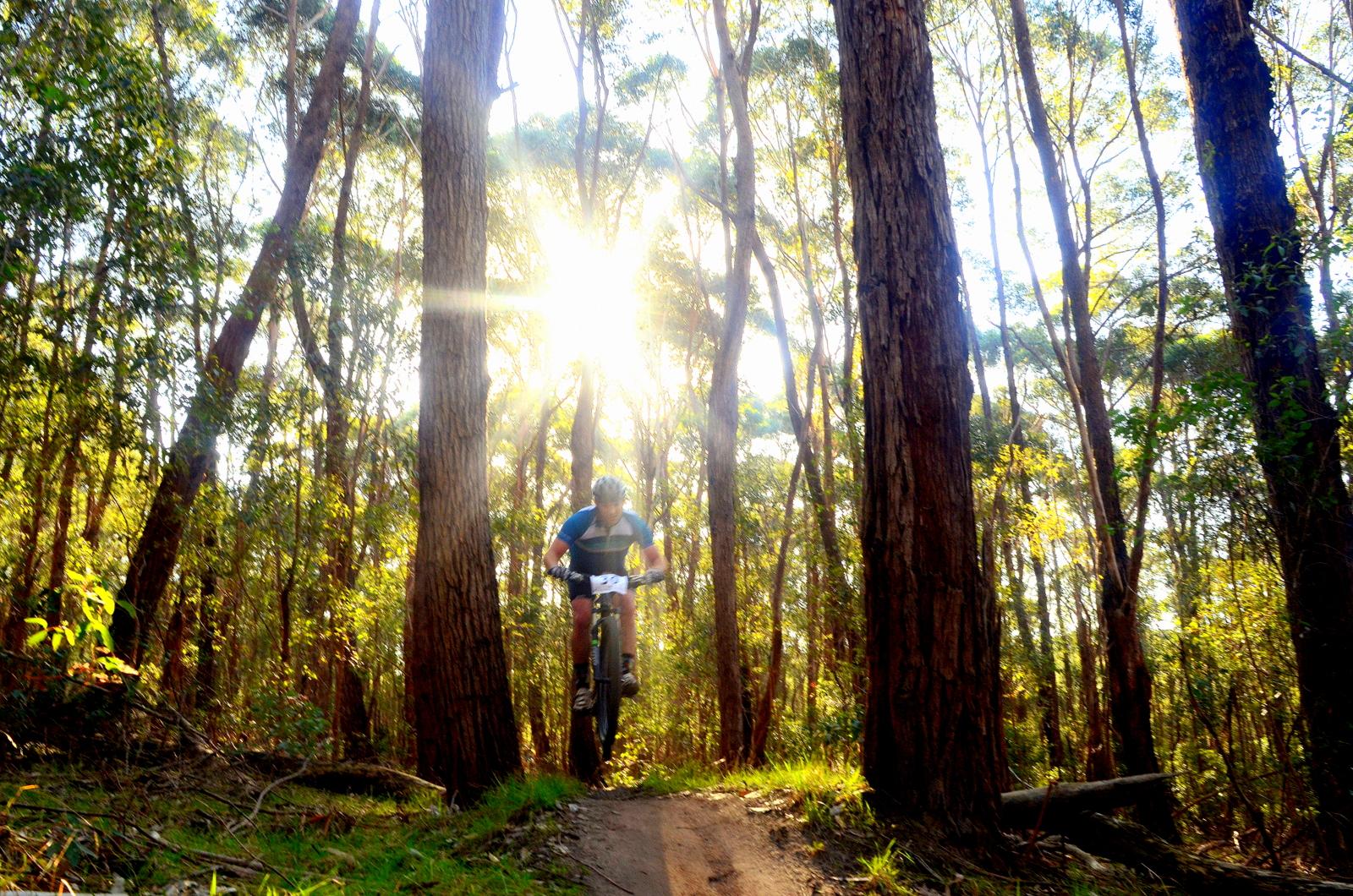 A mountain biker airborne over a dirt path surrounded by tall trees in a sunlit forest. Rays of sunlight shine through the trees, illuminating the scene. Lysterfield Mountain Bike Area mountain bike trail.