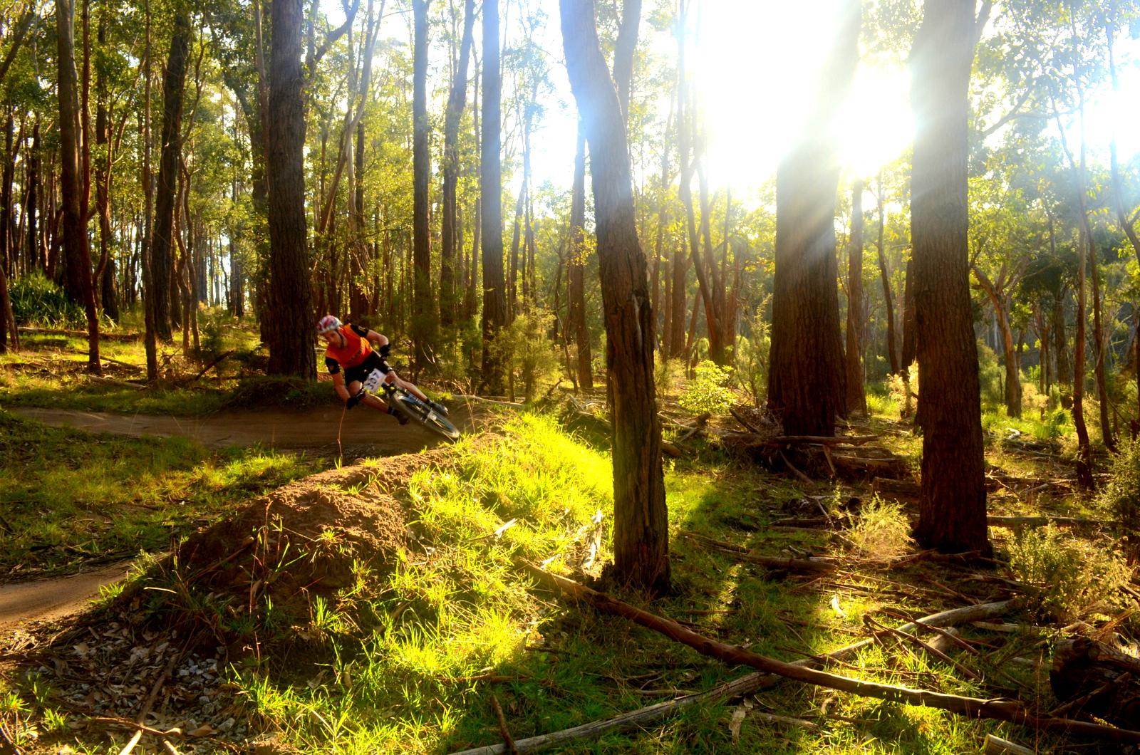 A cyclist wearing an orange and black outfit navigates a dirt path through a sunlit forest, with tall trees and golden light filtering through the foliage. The cyclist is leaning into a turn, surrounded by lush greenery and scattered fallen branches. Lysterfield Mountain Bike Area mountain bike trail.