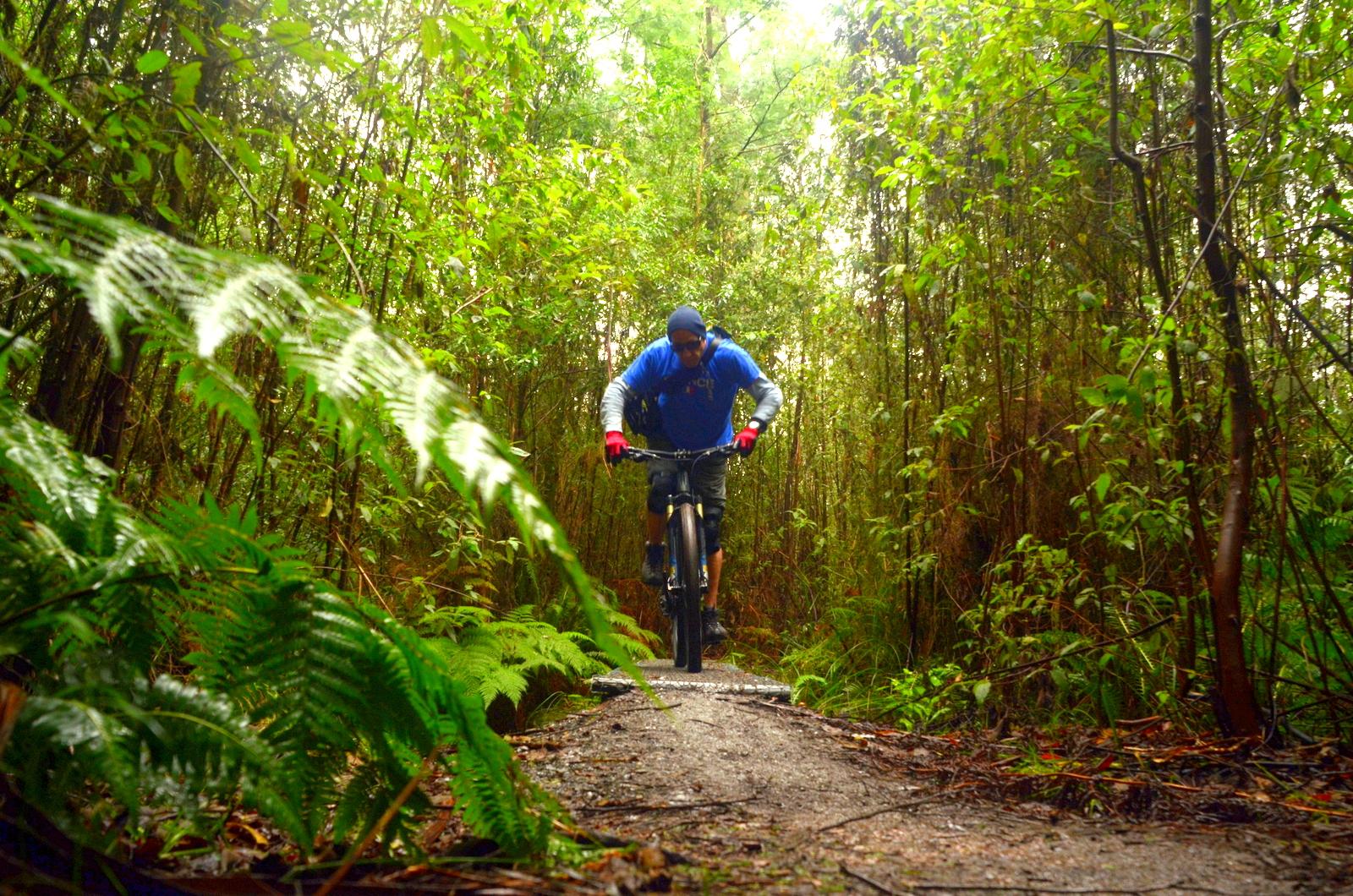 A mountain biker navigating a narrow forest trail surrounded by lush green foliage and trees, captured mid-ride with a focused expression. The scene conveys a sense of adventure and the beauty of nature. Buxton MTB Park mountain bike trail.