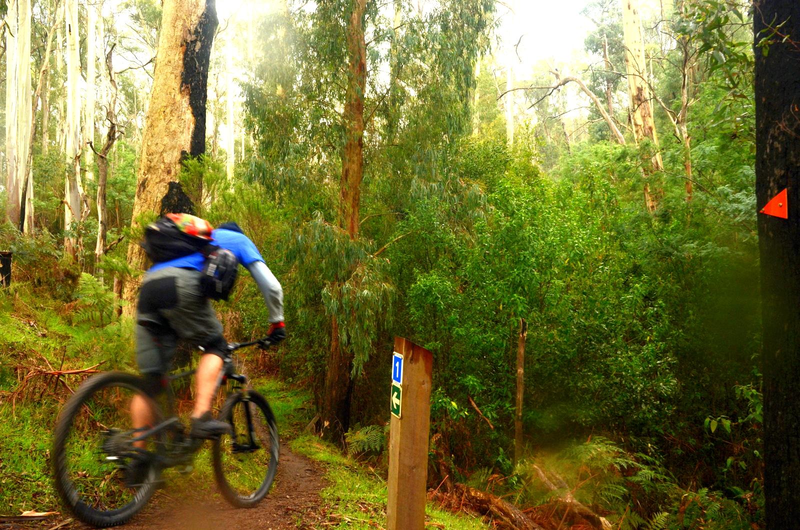 A mountain biker navigates a lush, green forest trail, surrounded by tall eucalyptus trees. The rider is captured mid-action, leaning forward on the bike, suggesting speed and motion. In the foreground, a trail marker is visible, indicating the path while an orange triangle is attached to a tree nearby. The atmosphere appears misty and vibrant, showcasing the natural beauty of the landscape. Buxton MTB Park mountain bike trail.
