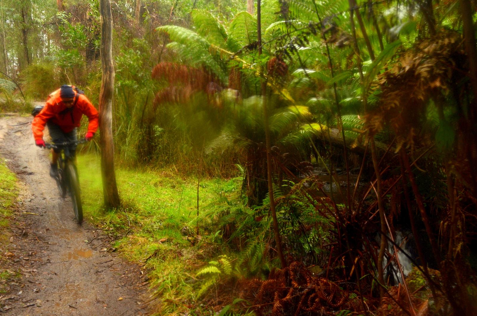 A mountain biker rides along a muddy trail through a lush forest, surrounded by green ferns and tall trees. The image conveys a sense of motion and adventure amidst the natural landscape. Buxton MTB Park mountain bike trail.