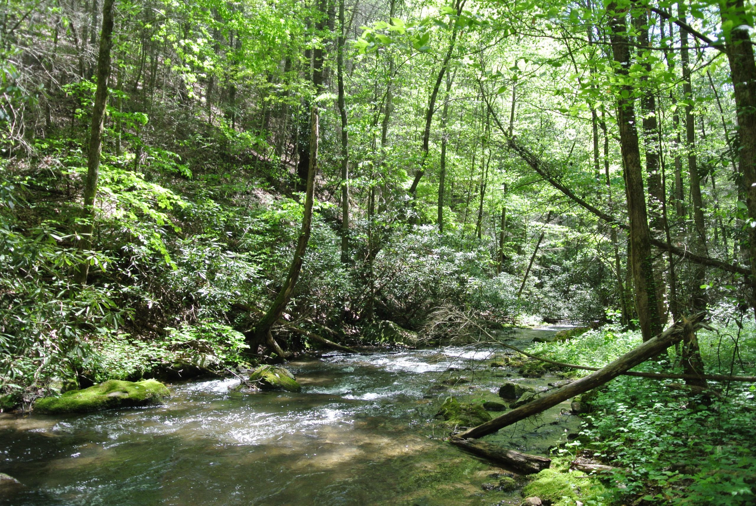 A serene forest scene featuring a gently flowing creek surrounded by lush greenery, including various trees and leaves, with sunlight filtering through the canopy. The water is clear, reflecting the natural landscape, and moss-covered rocks are visible along the banks. Pinhoti Trail: Mountaintown Creek Segment mountain bike trail.