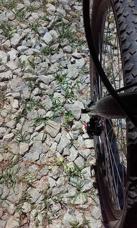 A close-up view of a bicycle wheel resting on a rocky gravel surface, with patches of grass and small yellow flowers visible among the stones. The focus is on the bike's rear wheel, showcasing the tire tread and brake components. Saluda Shoals Park mountain bike trail.