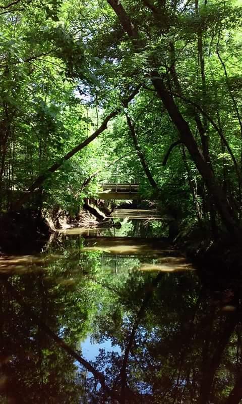 A serene view of a wooded area with a creek reflecting the surrounding greenery. A wooden bridge is visible in the background, surrounded by lush trees and foliage, creating a tranquil natural setting. Saluda Shoals Park mountain bike trail.