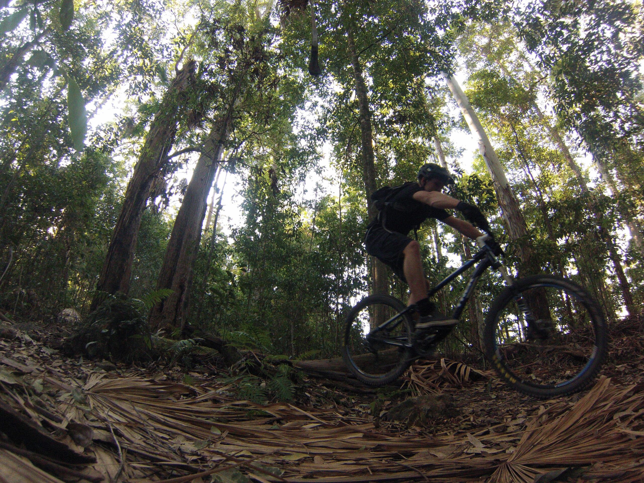 Trek Fuel EX 8: A mountain biker in mid-jump on a dirt trail surrounded by tall trees and lush greenery in a forested area. Sunlight filters through the canopy, illuminating the trail covered with leaves.