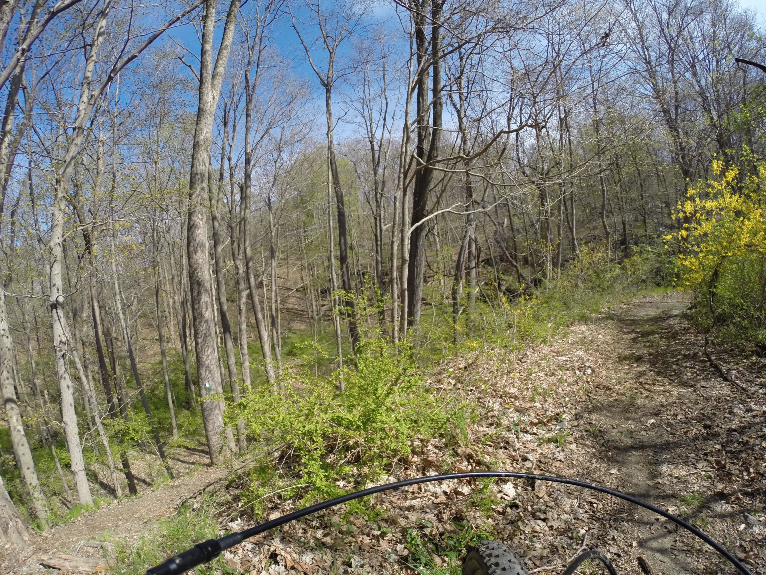 A trail winding through a wooded area with tall, leafless trees in early spring. Bright green underbrush and patches of yellow flowers can be seen along the path, under a clear blue sky. The view captures a sense of outdoor adventure, possibly from a cyclist's perspective, with part of a bicycle handlebar visible in the foreground. Ringwood Skylands Manor mountain bike trail.