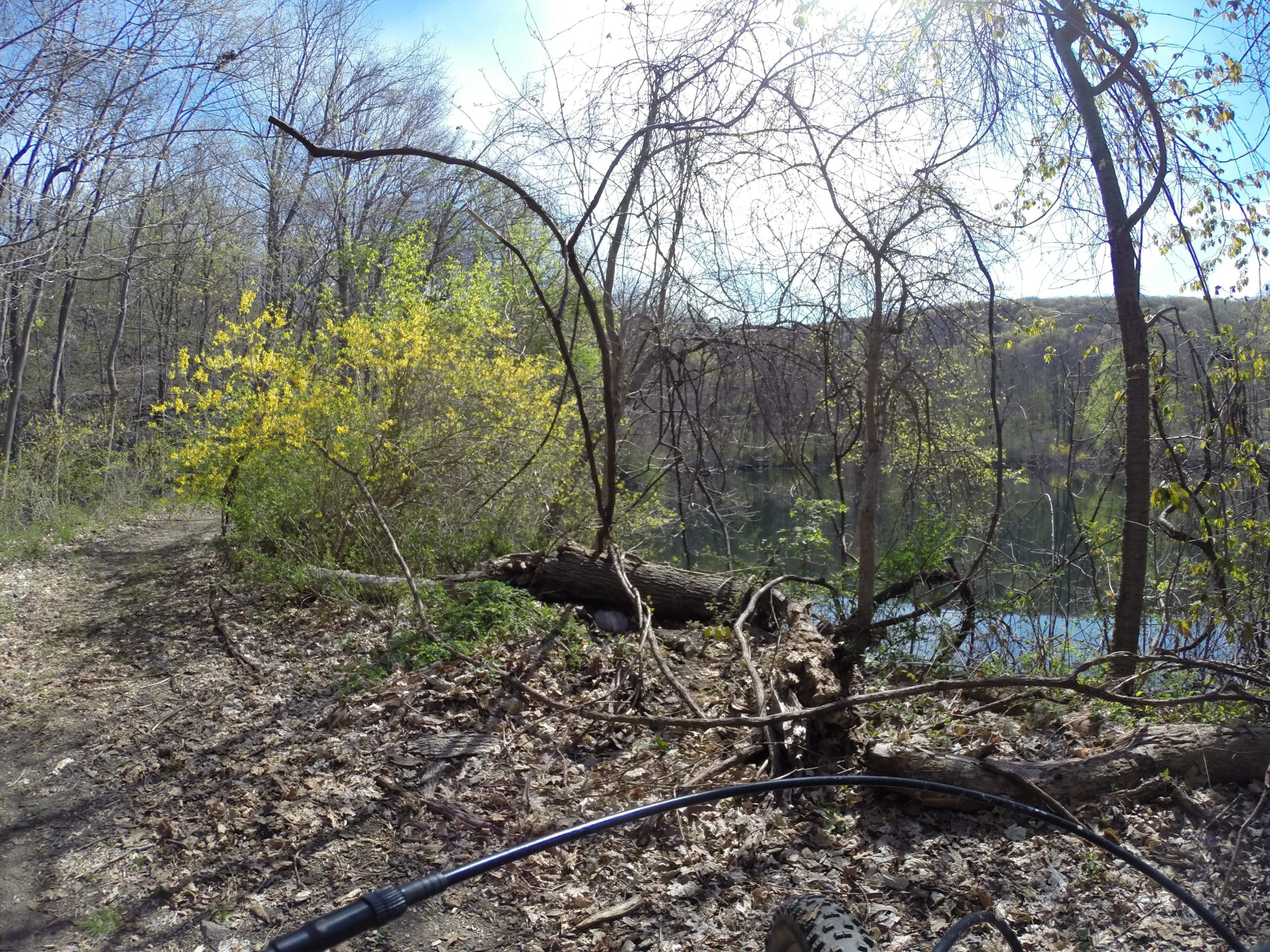 A scenic view of a wooded area in early spring, featuring a dirt path lined with fallen leaves and trees. In the foreground, a bright yellow flowering bush stands out against the greenery, while a calm body of water can be seen reflecting the blue sky in the background. The landscape is filled with bare branches and budding leaves, suggesting the transition from winter to spring. Ringwood Skylands Manor mountain bike trail.