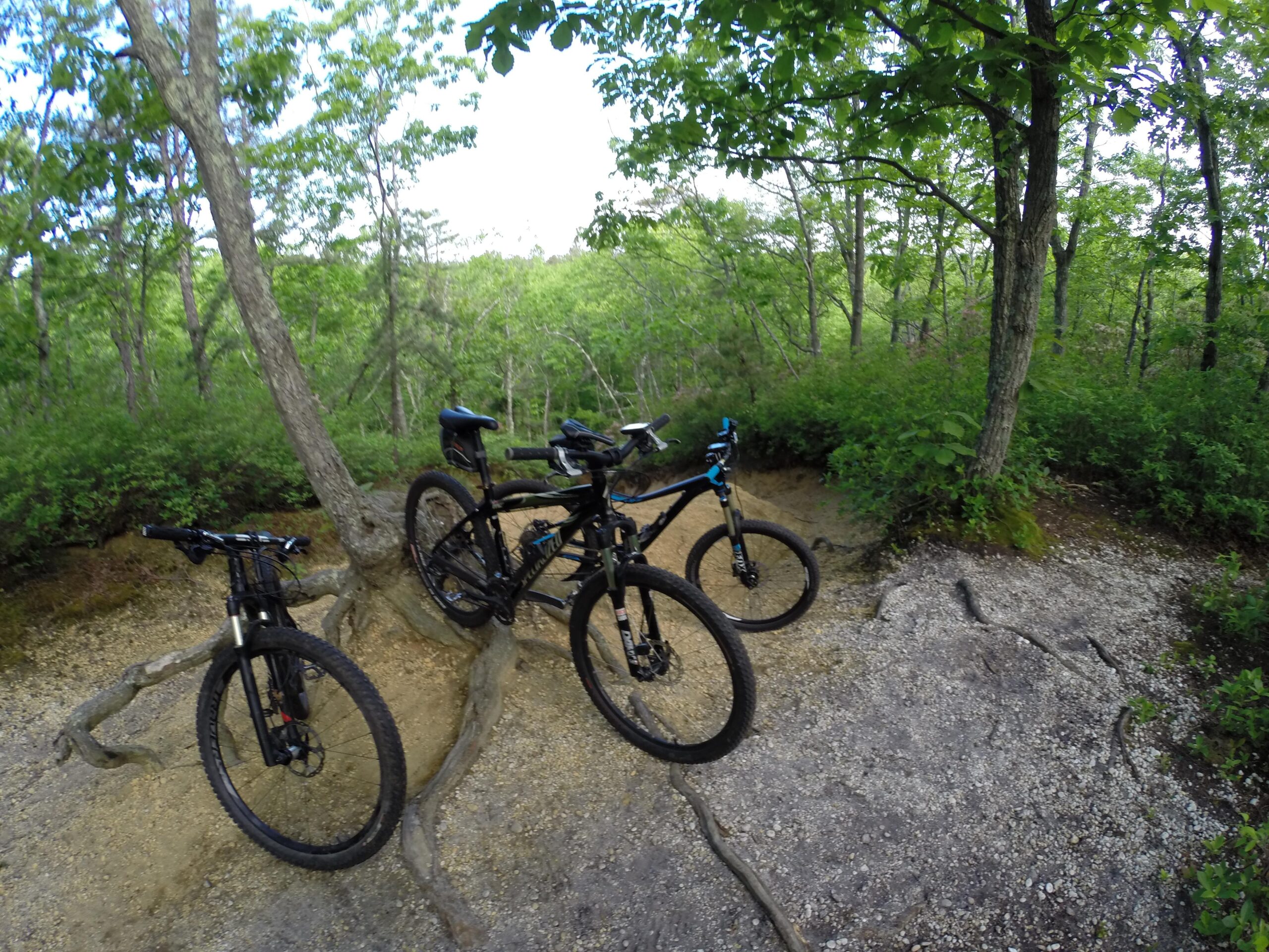 Three mountain bikes are parked near a tree in a wooded area, surrounded by green foliage. The ground is a mix of dirt and gravel, with visible tree roots. The scene suggests an outdoor cycling trail in a natural setting. Allaire State Park mountain bike trail.