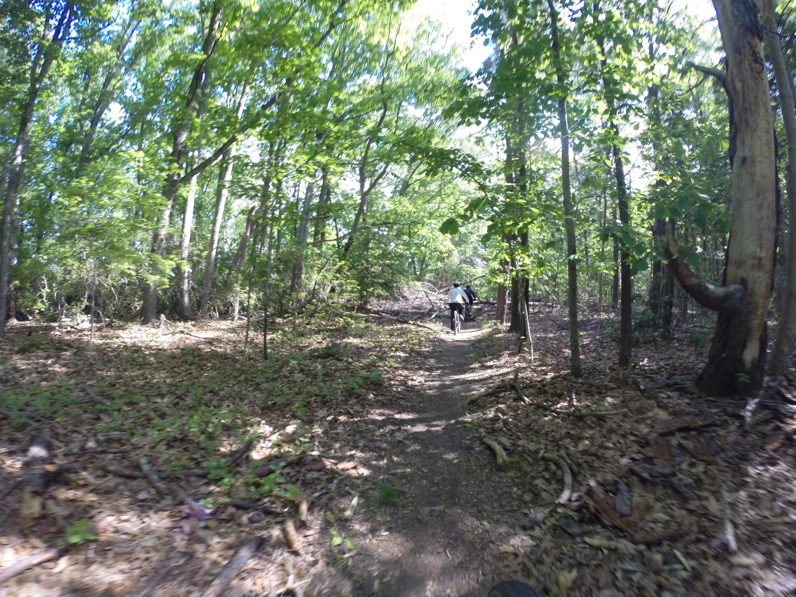 A sunlit forest path winding through green trees, with a person riding a bicycle in the distance, surrounded by fallen leaves and natural foliage. Allaire State Park mountain bike trail.