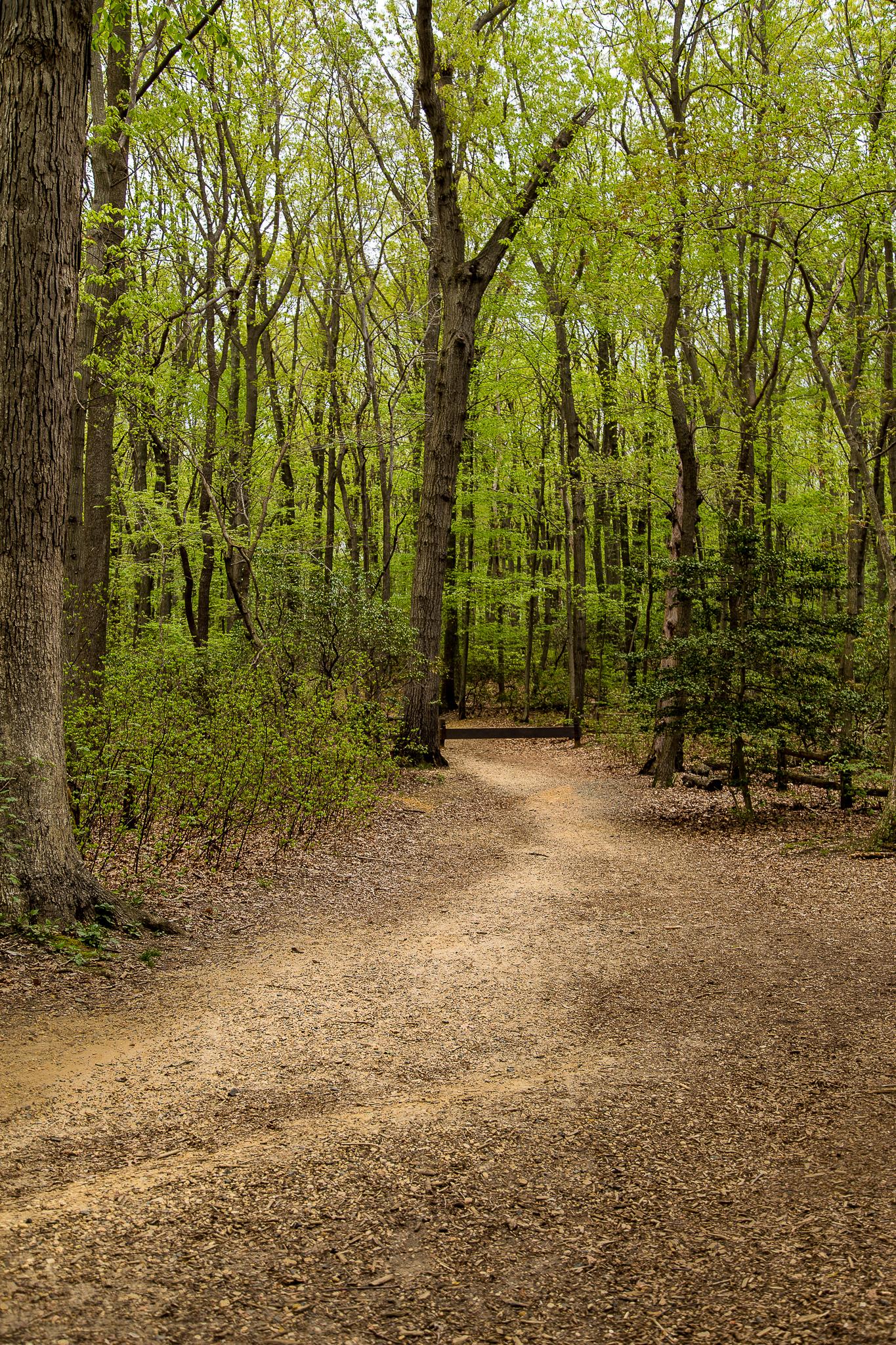 A winding dirt path in a dense forest, surrounded by tall trees with fresh green leaves, under a cloudy sky. The ground is covered with small pebbles and fallen leaves, creating a tranquil, natural setting. Hartshorne Woods Park mountain bike trail.