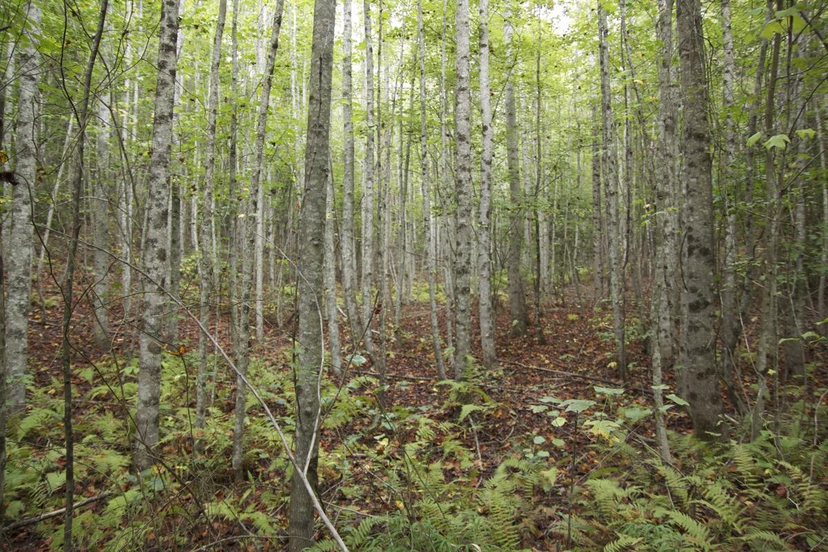 A dense forest scene featuring tall, slender trees with light gray bark and vibrant green leaves. The ground is covered with ferns and fallen leaves, creating a natural, tranquil atmosphere. The light filtering through the canopy adds a serene quality to the setting. Brush Creek mountain bike trail.