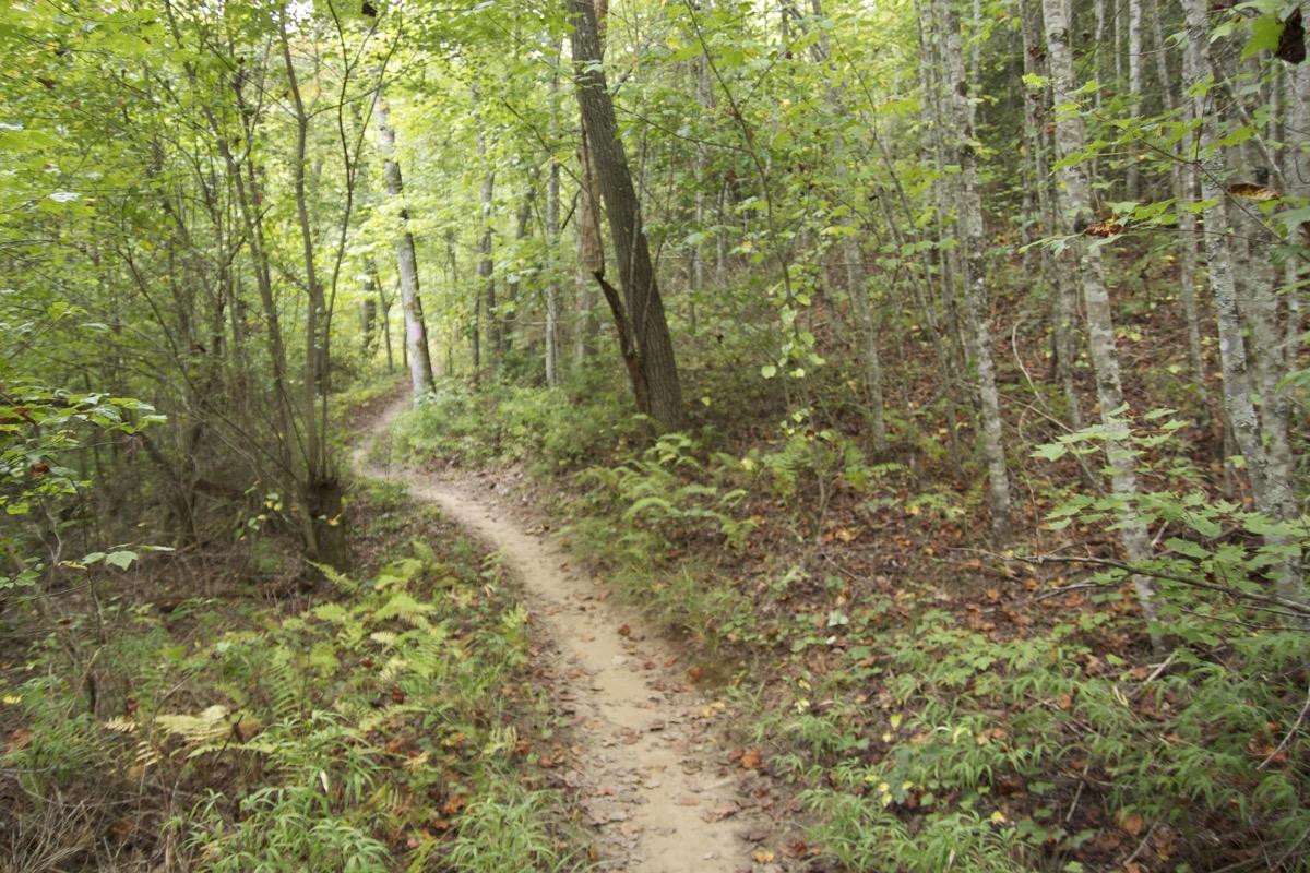 A winding dirt trail through a lush green forest, surrounded by trees and ferns, creating a tranquil outdoor scene. Brush Creek mountain bike trail.