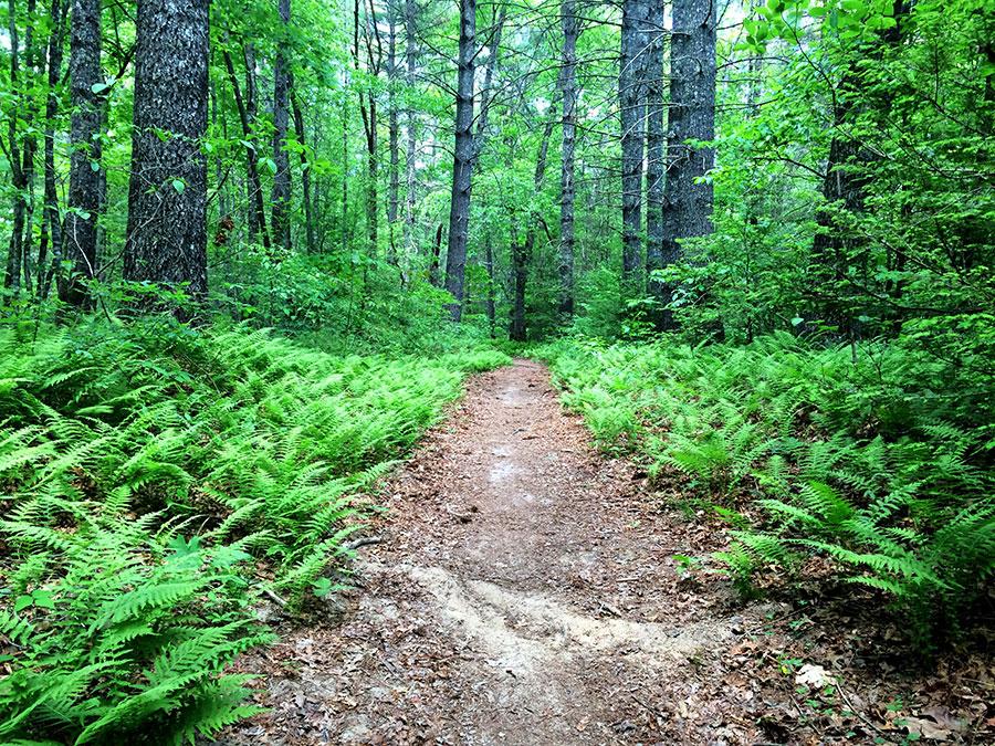 A winding dirt path through a lush green forest, bordered by vibrant ferns and tall trees with a mix of light and shadows filtering through the leaves. Little River Trail #51 mountain bike trail.