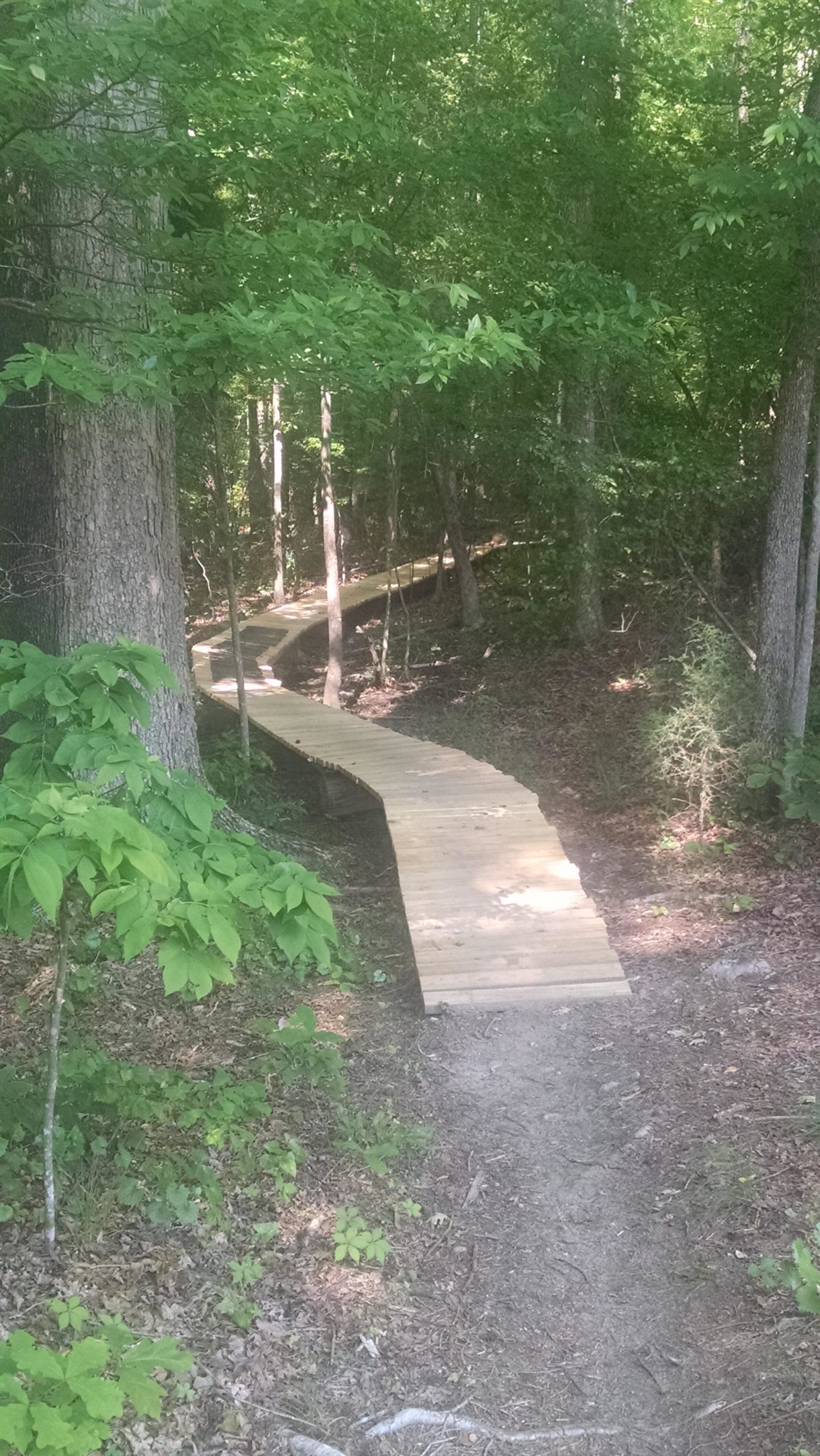 A winding wooden boardwalk path through a dense green forest, surrounded by trees and lush foliage. Clinton Nature Preserve mountain bike trail.