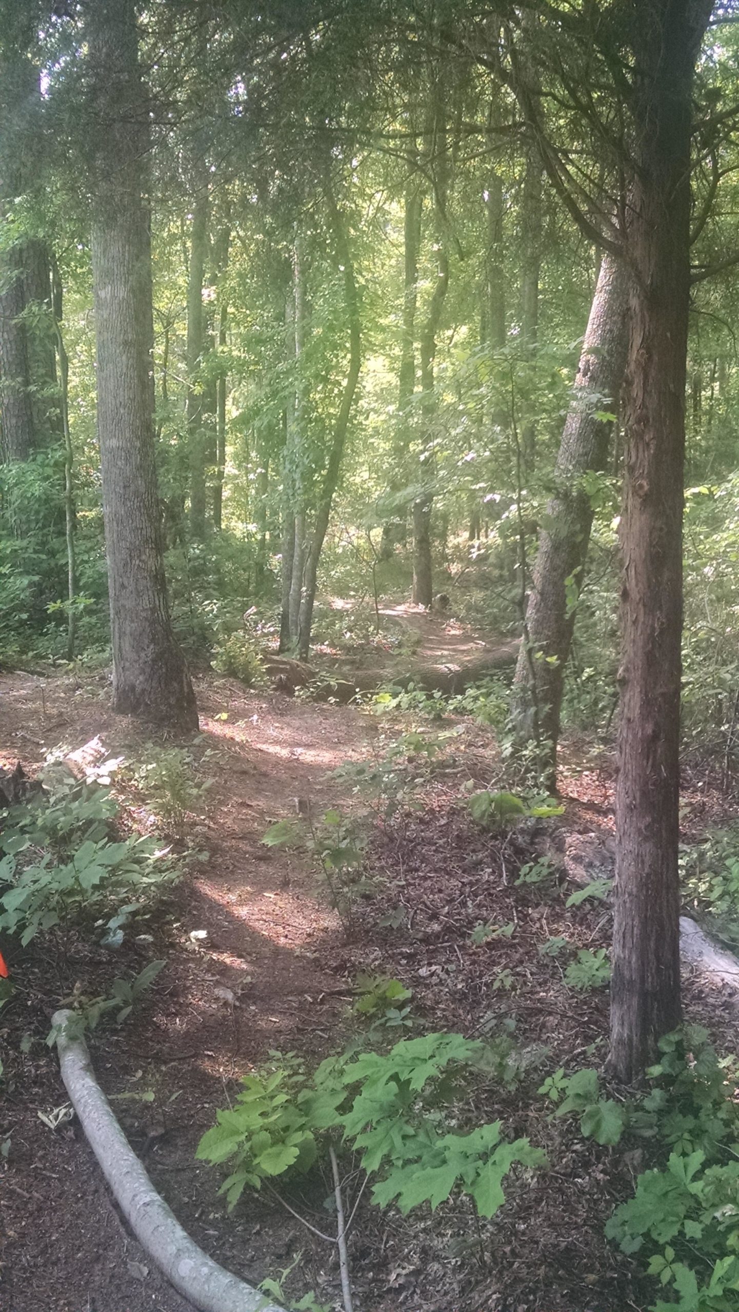 A winding dirt path through a lush green forest, surrounded by tall trees and dense underbrush. Sunlight filters through the foliage, casting dappled shadows on the ground. A fallen log runs alongside the trail, and a small orange marker is visible near the path's edge. Clinton Nature Preserve mountain bike trail.